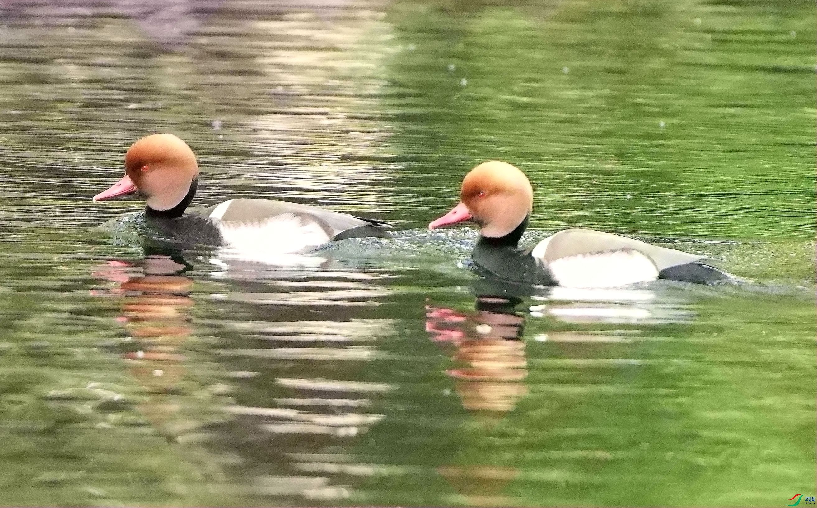 ����ǱѼDSC04942_����.jpg