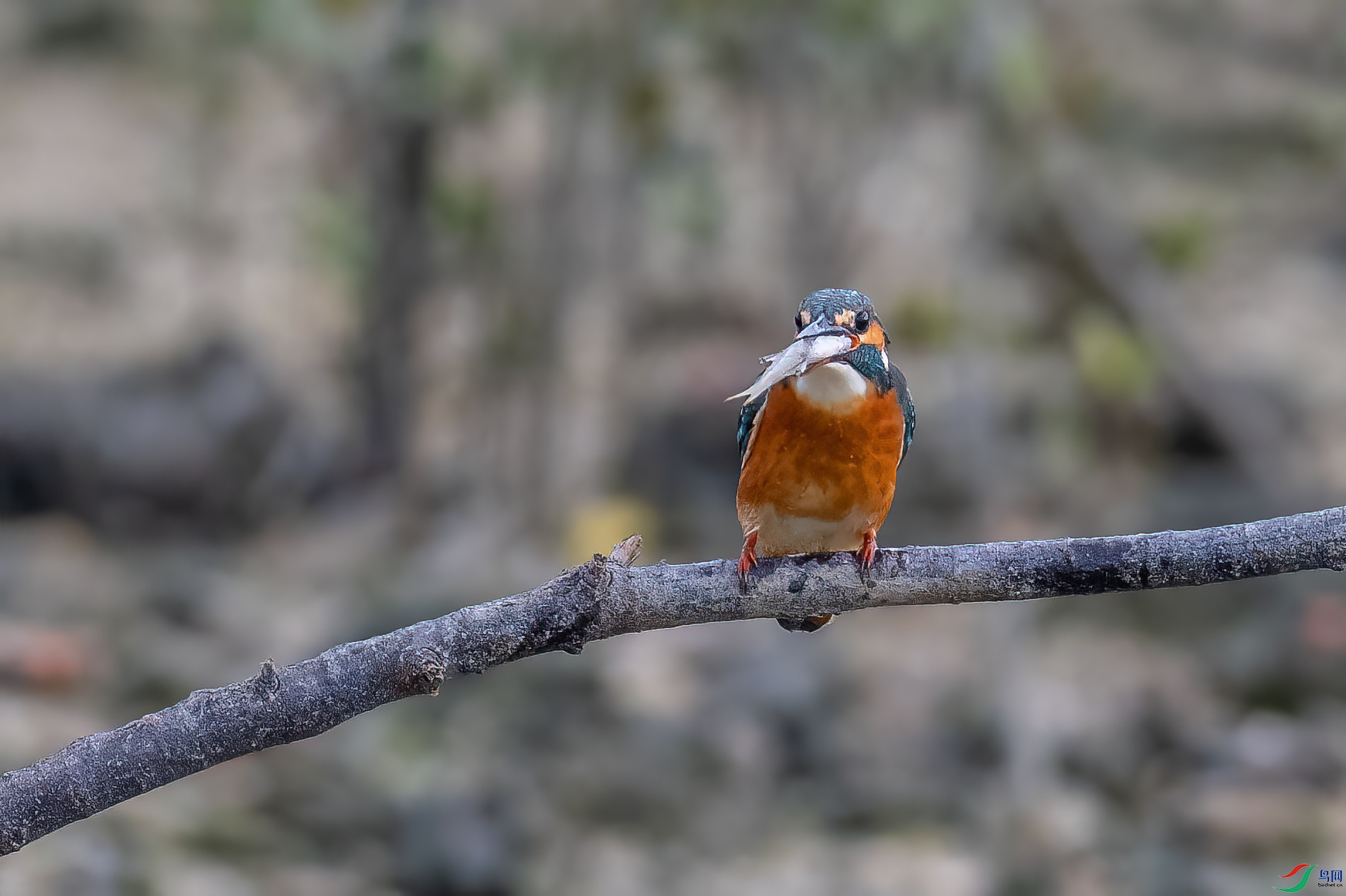 DSC_0158.jpg