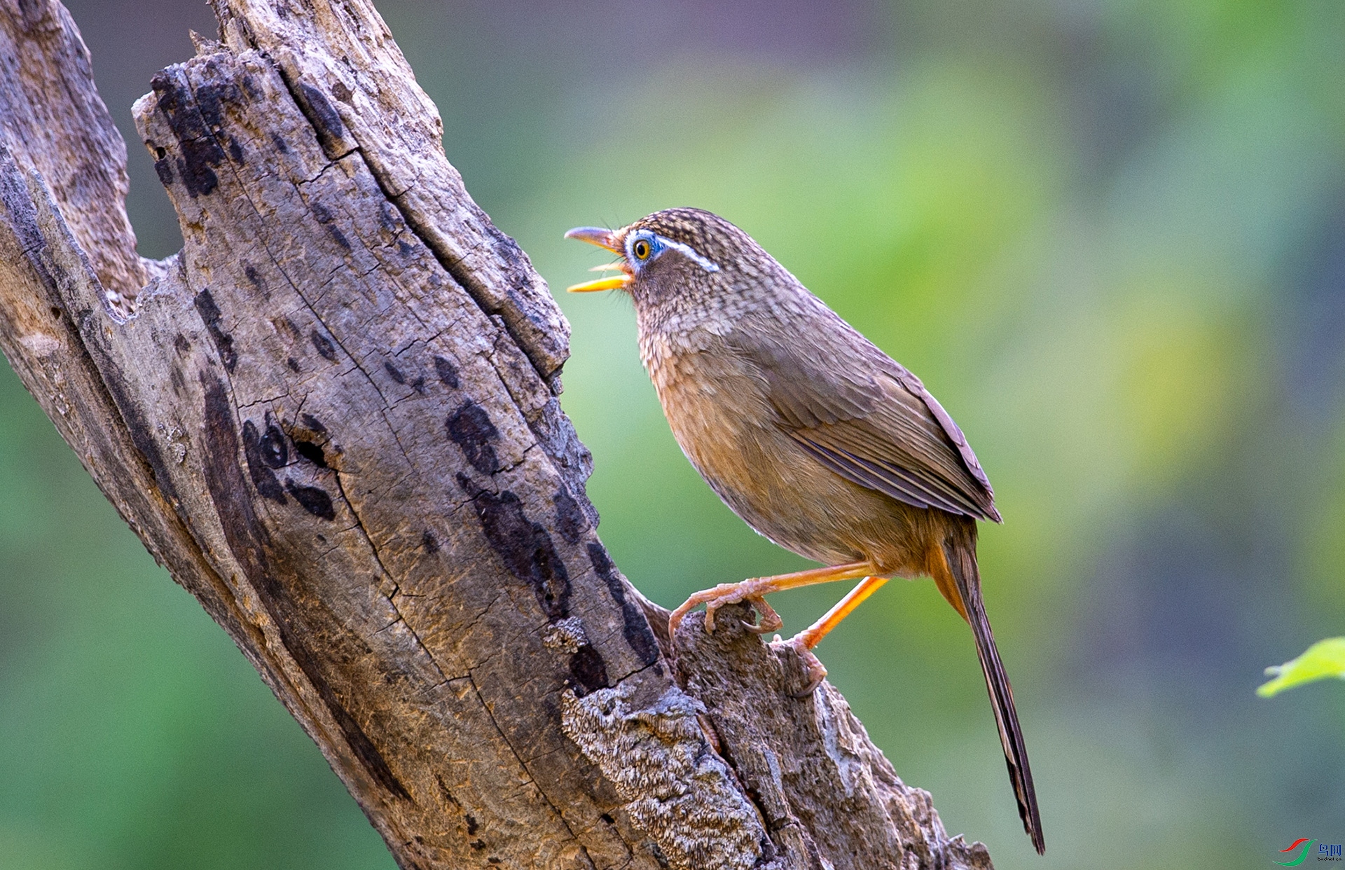 DSC_7727-1.jpg