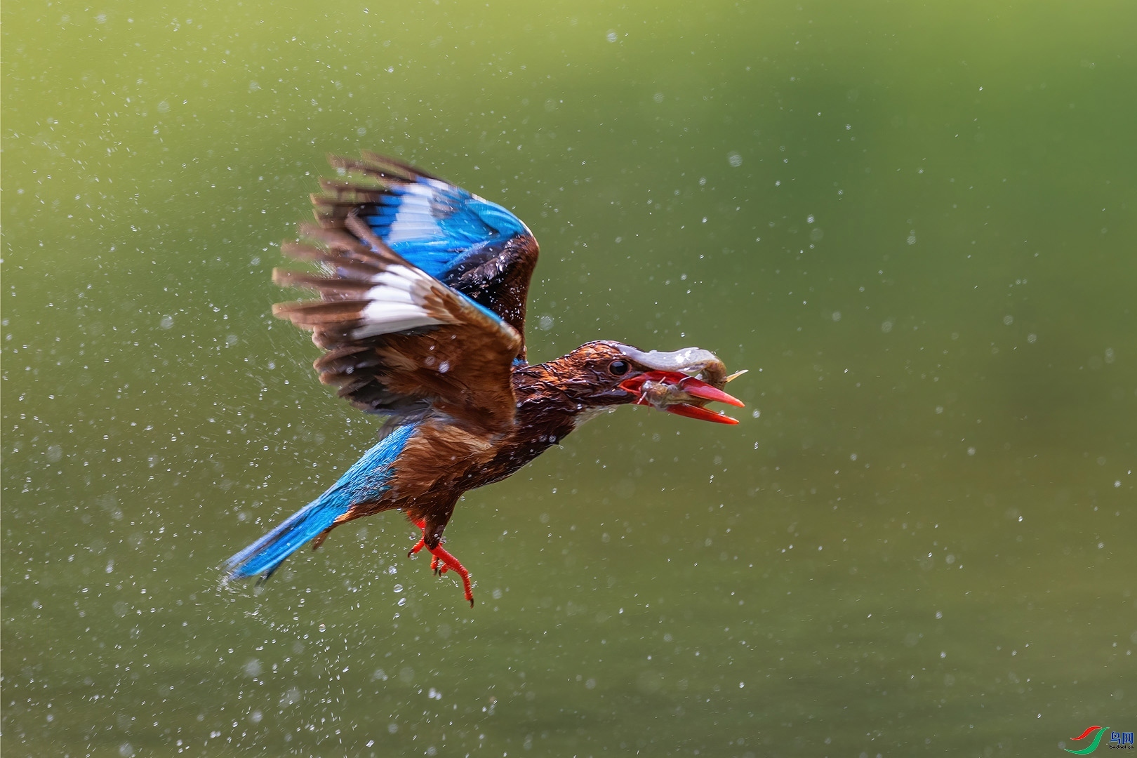 12.10������a��ʦ��Ʒ   ˮ���Ľ�   �ٻ�2023��12��10��������ҳ����.jpg