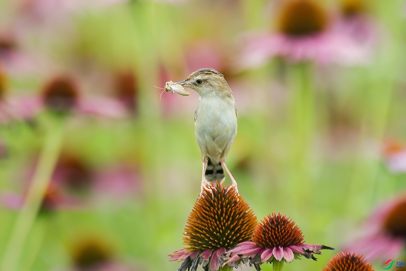 12.10ɽ��ˮ����ʦ��Ʒ   ����βݺ   �ٻ�2023��12��10�ջ�Ա��ҳ����.jpg