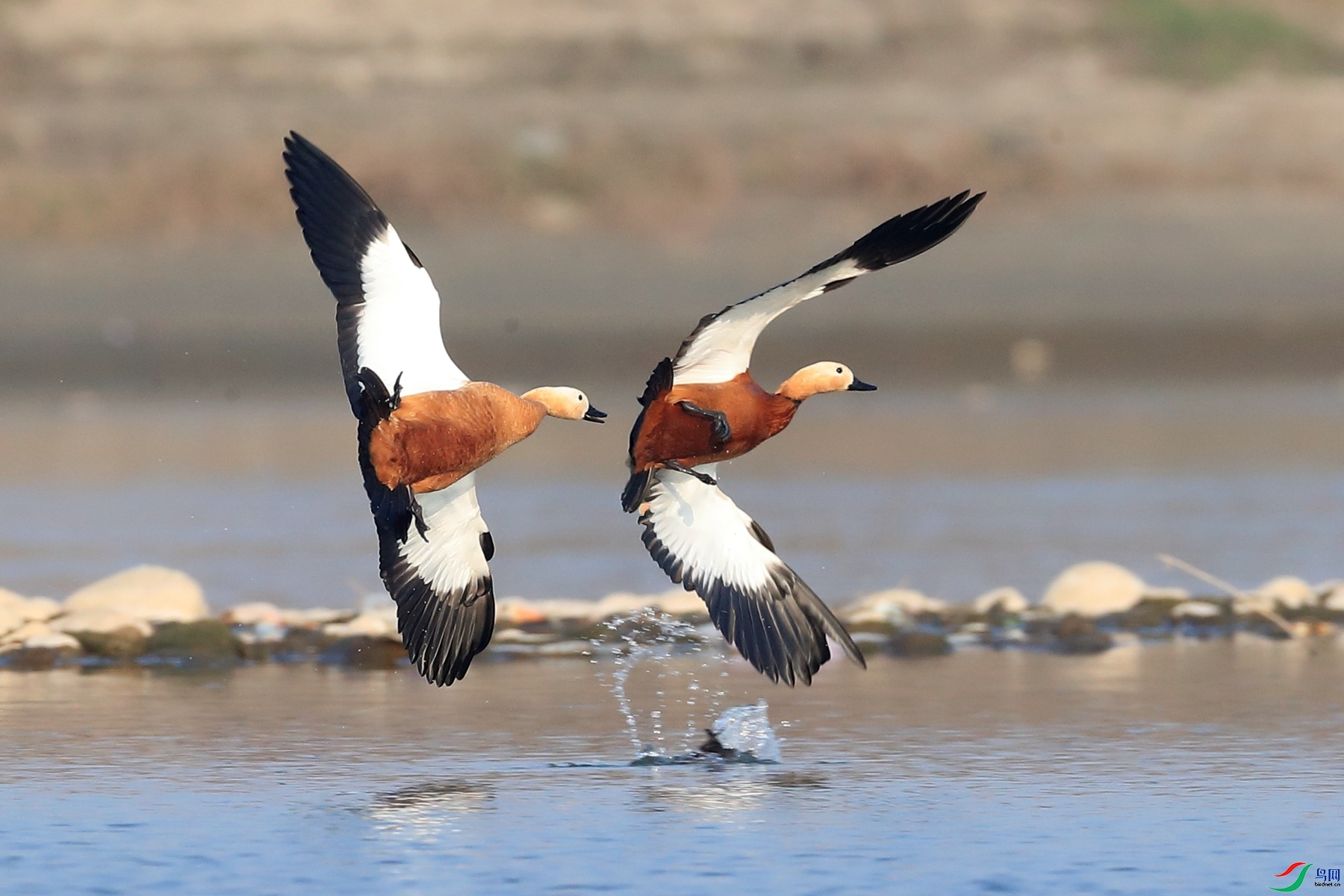 12.11��ϵ5D3��ʦ��Ʒ   ��   �ٻ�2023��12��11�ջ�Ա��ҳ����.jpg