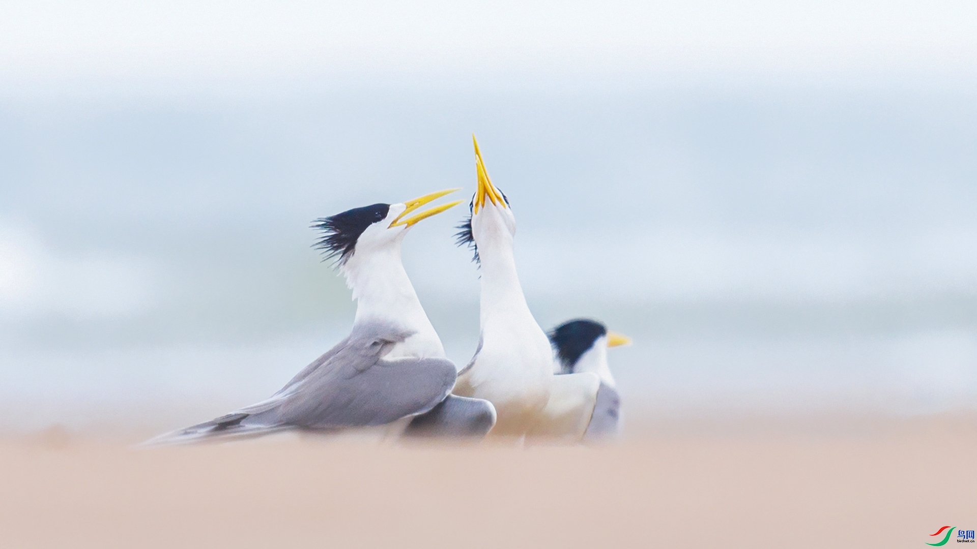 12.11Դ����Ȼ��ʦ��Ʒ  �������źš�   �ٻ�2023��12��11�հ�����ҳ����.jpg