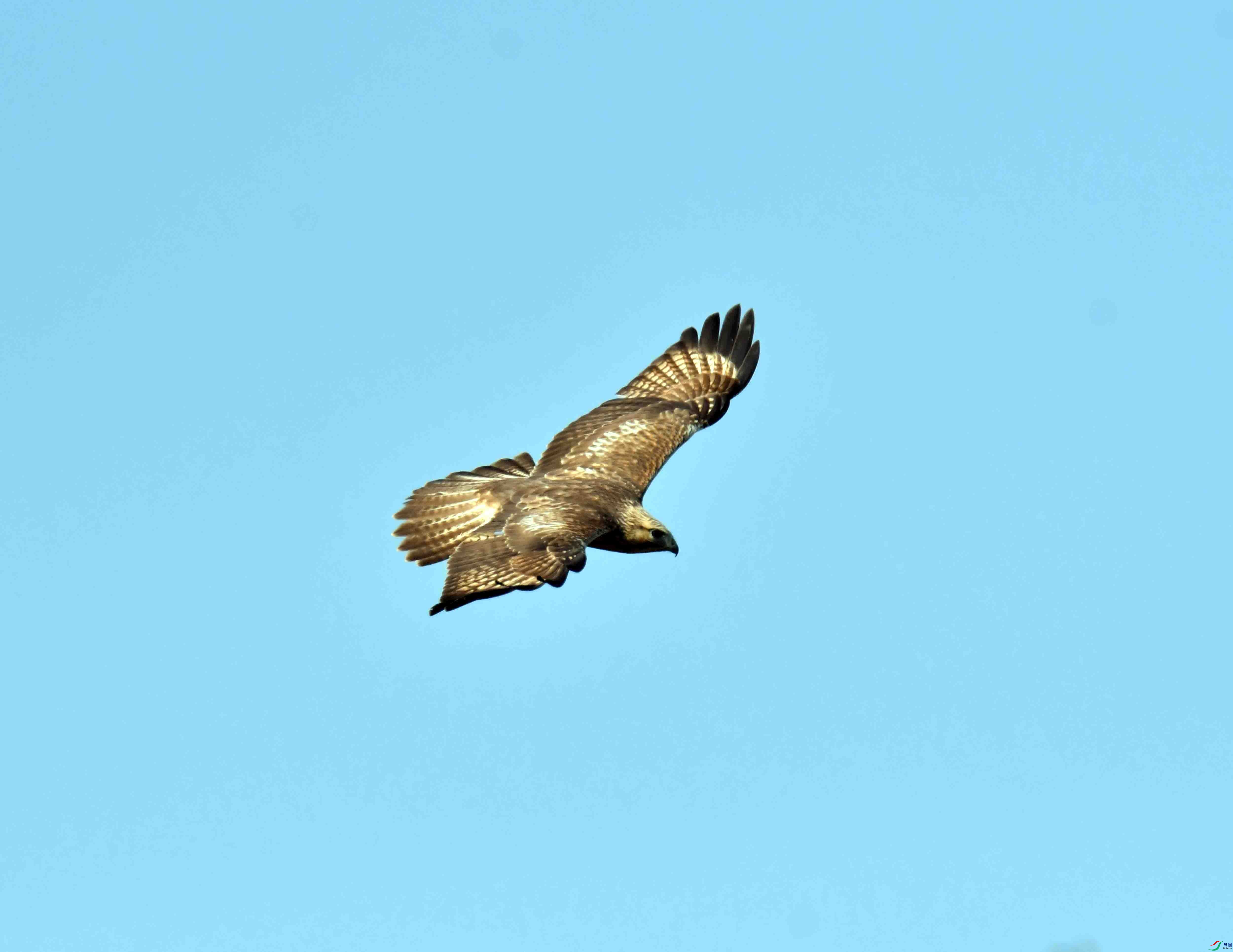 DSC_0425.JPG