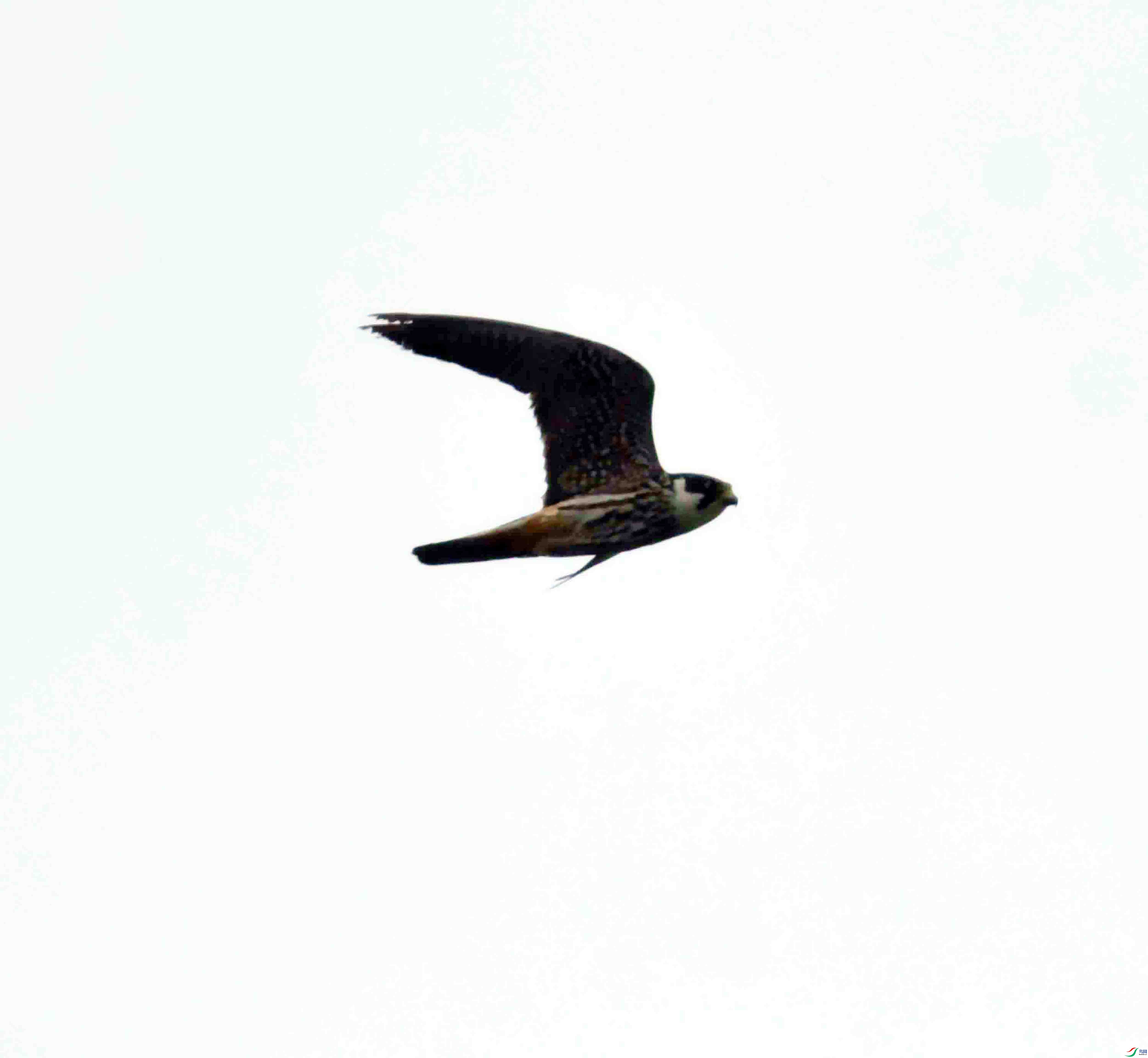 DSC_0426.JPG