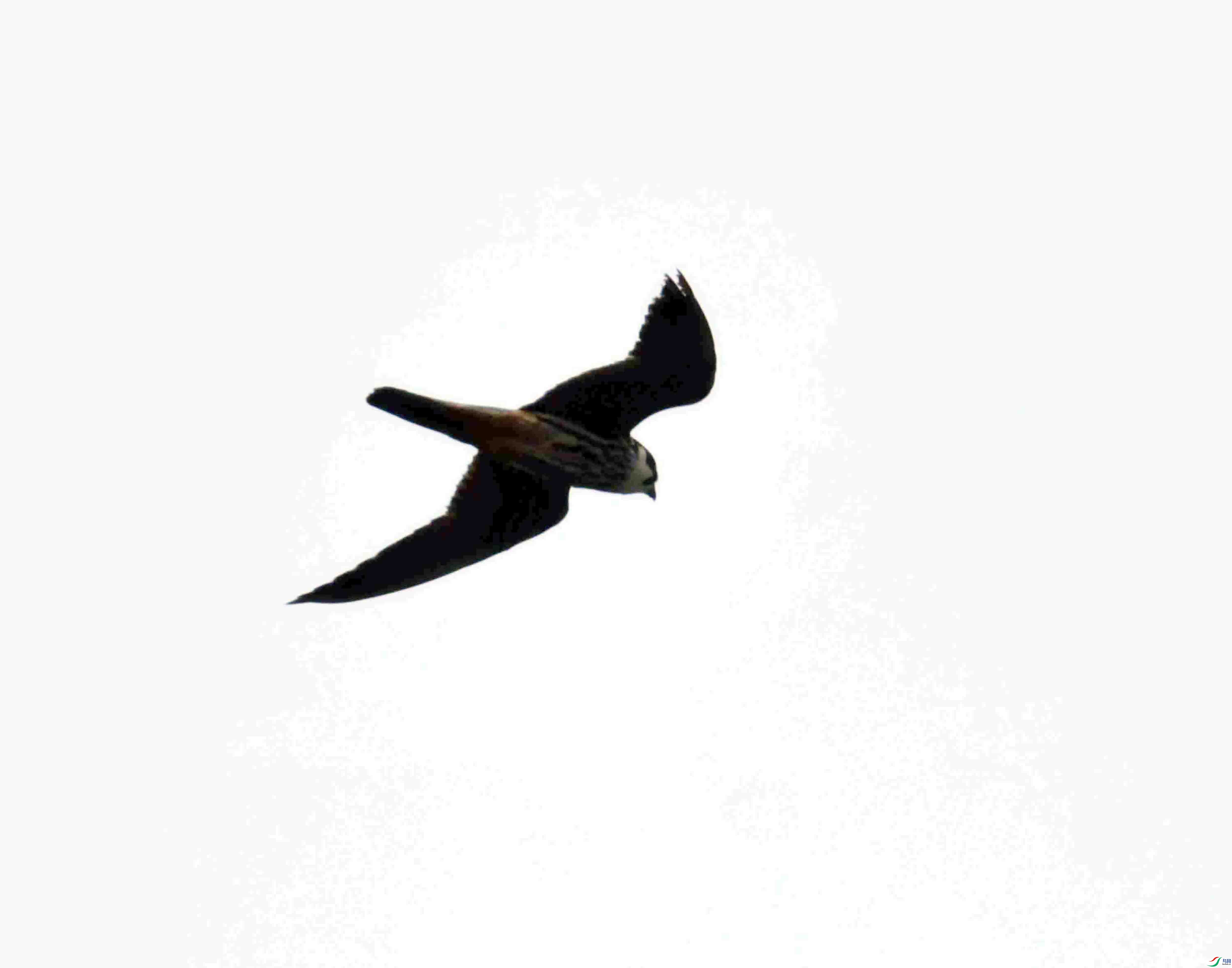 DSC_0434.JPG