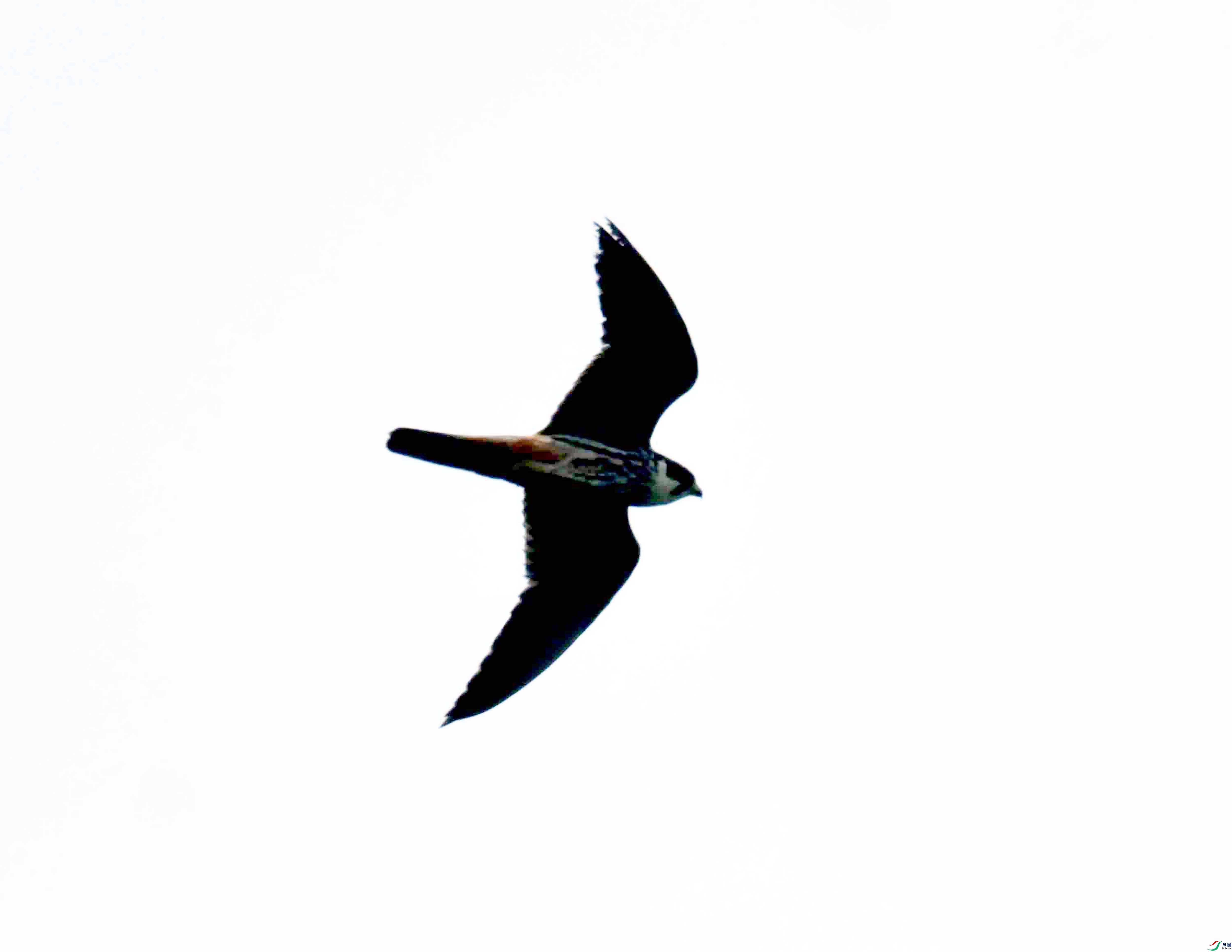 DSC_0432.JPG
