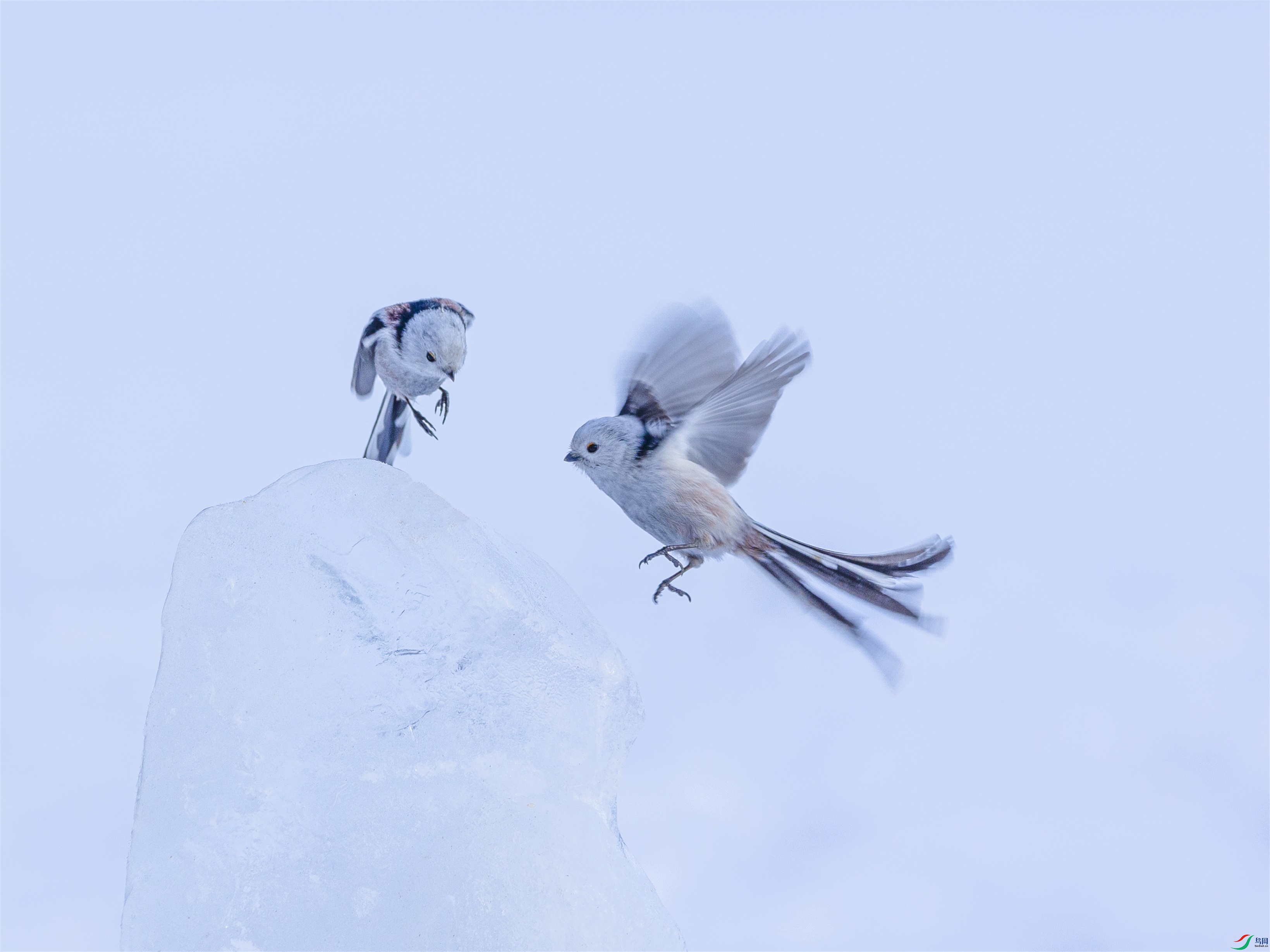 1K3A2277 ����1.jpg