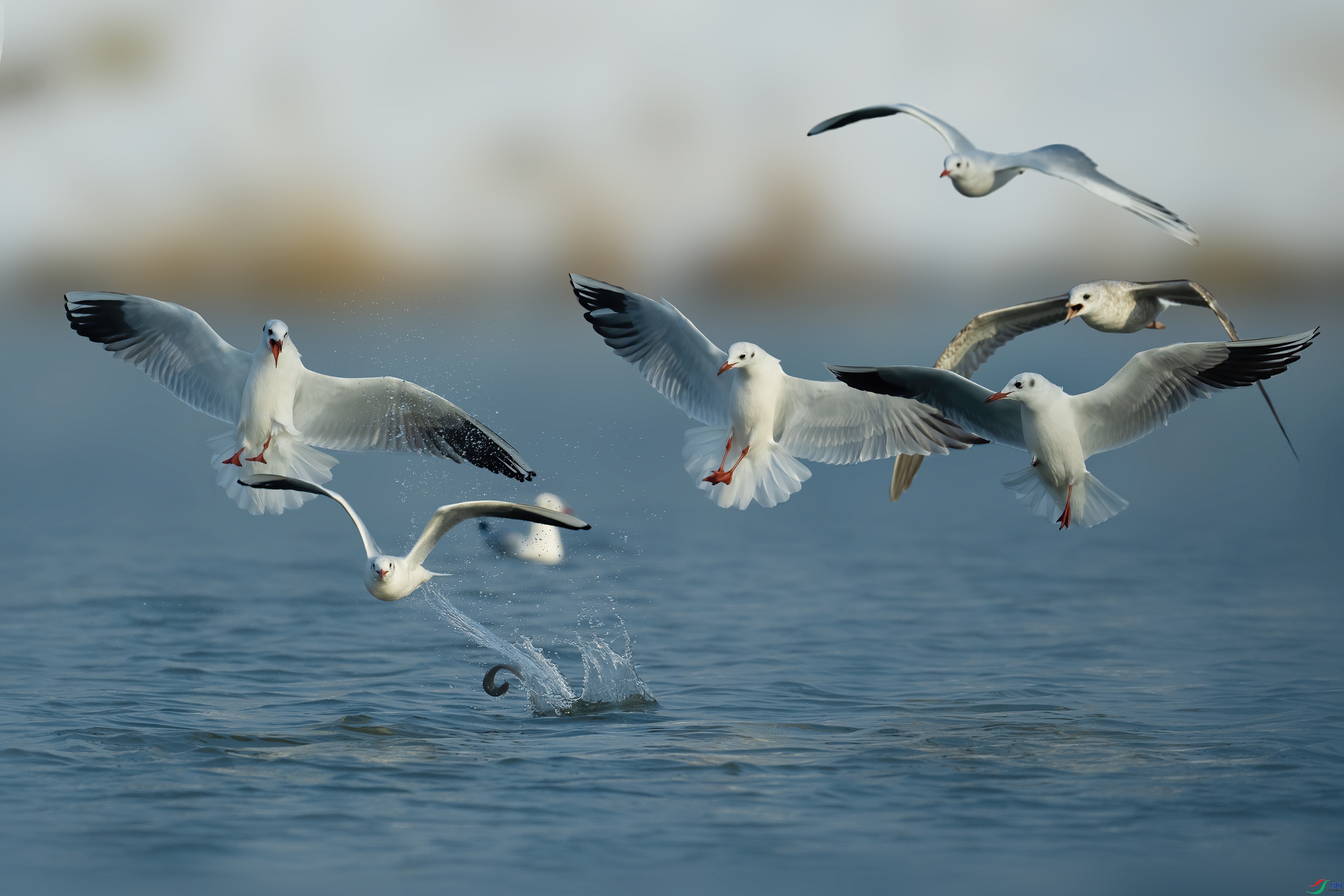 DSC09120 ����.jpg