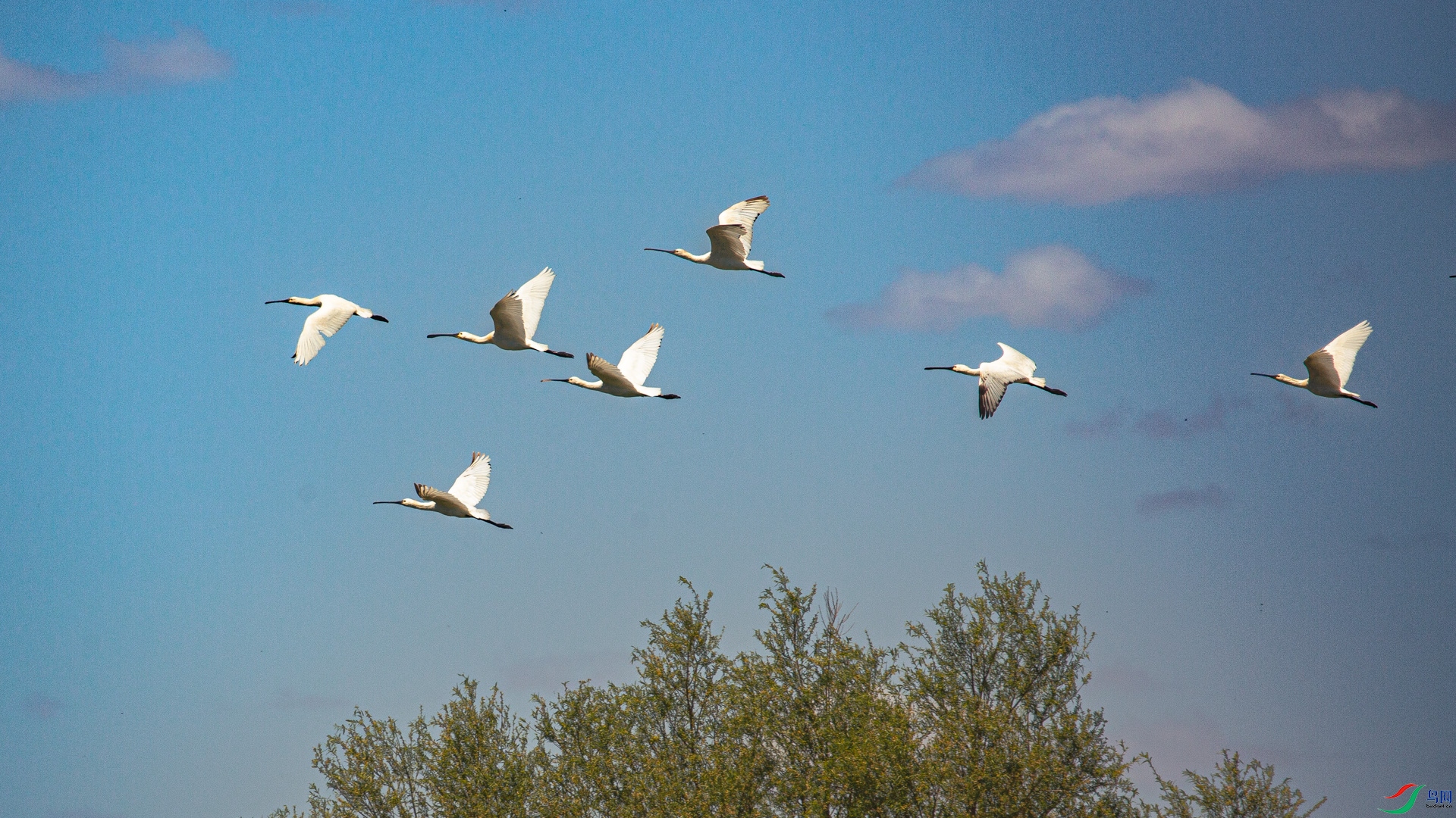 ����Ƶ�������