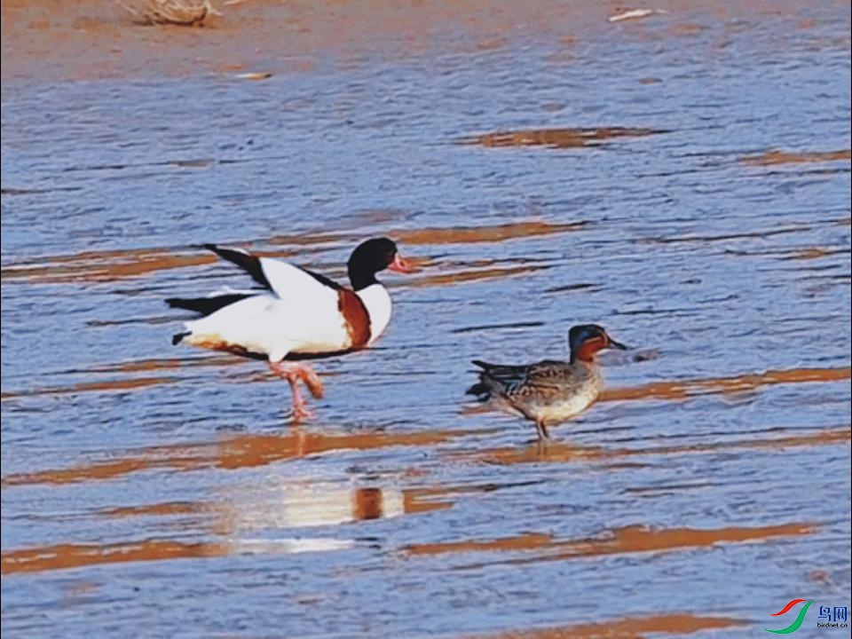 �̱���Ѽ������С���