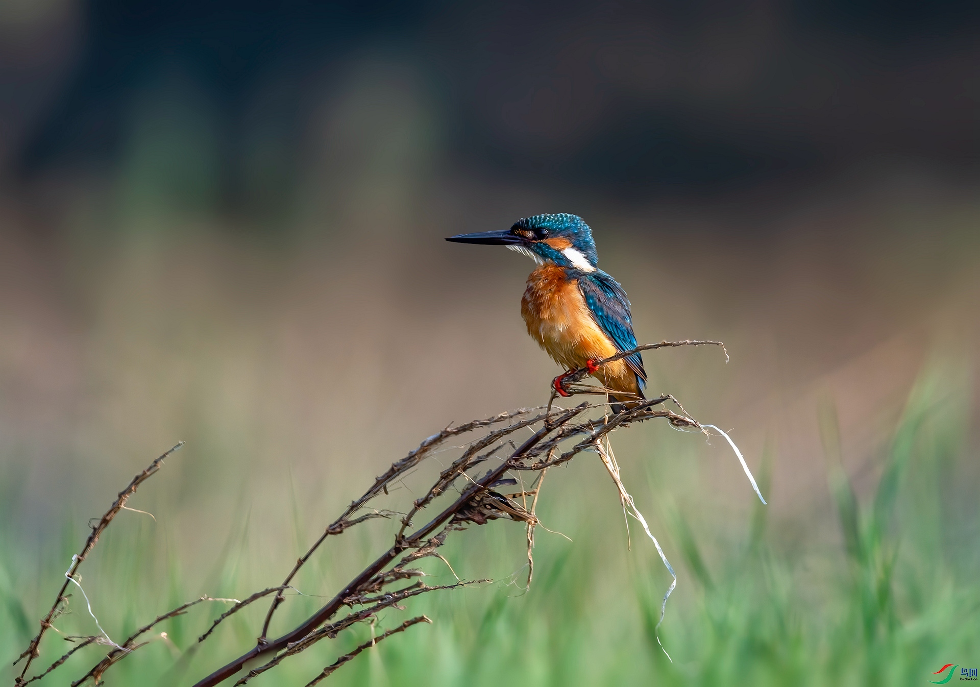 DSC_7754 ����_����.jpg