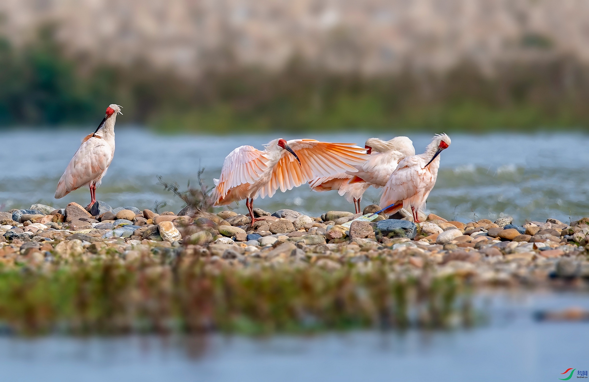 DSC_8208 ����_����.jpg