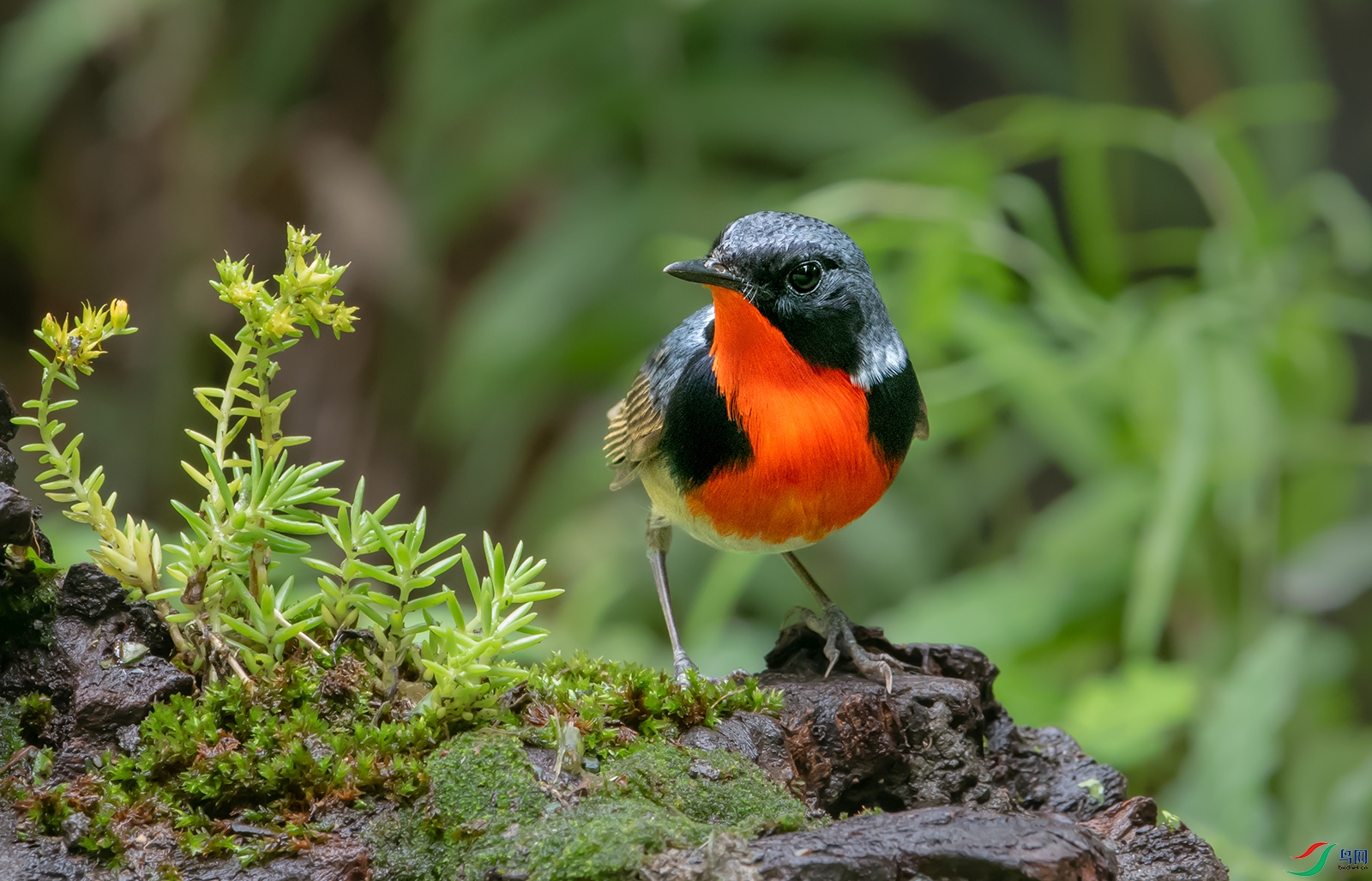 DSC_20711.jpg