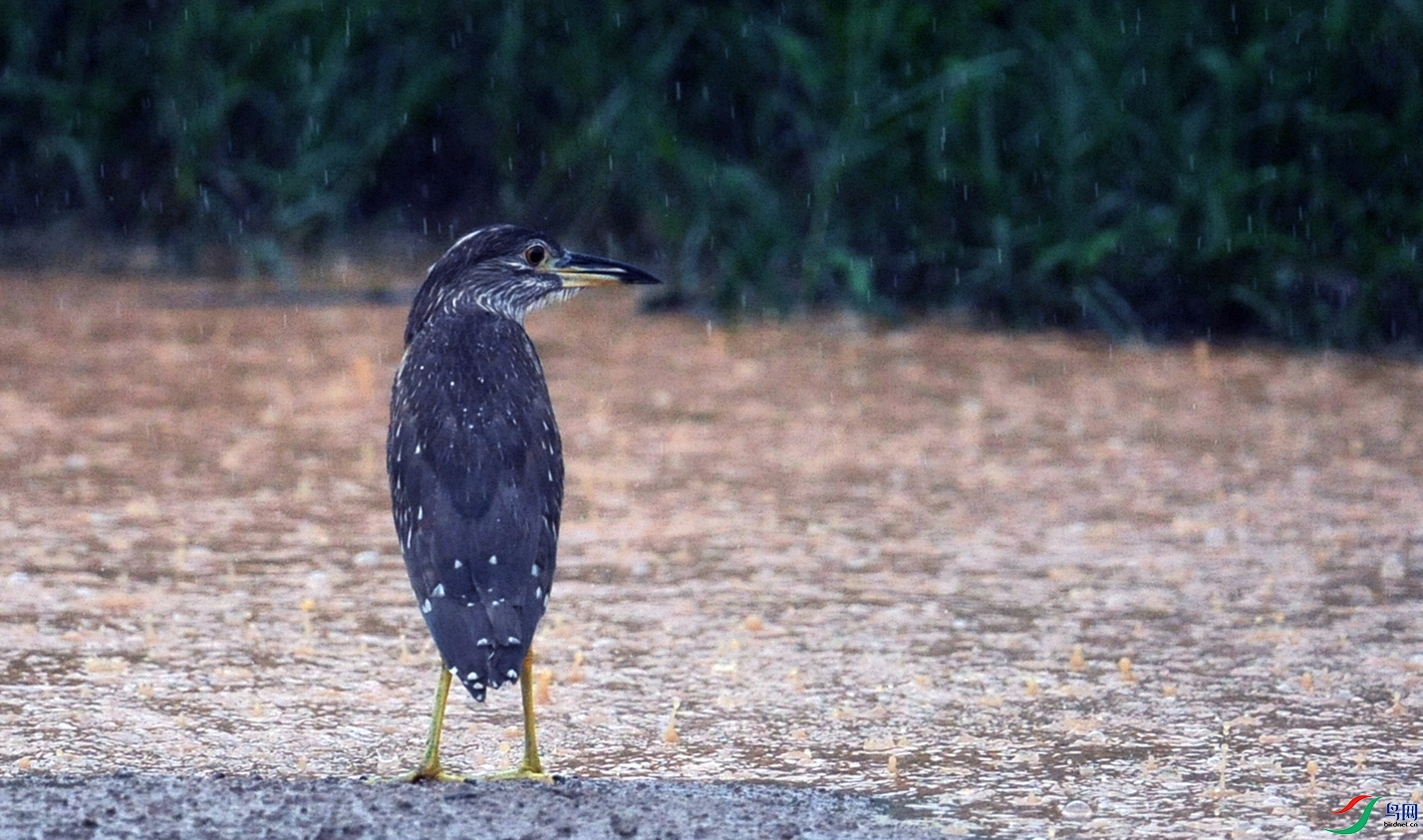 DSC_8741_.jpg
