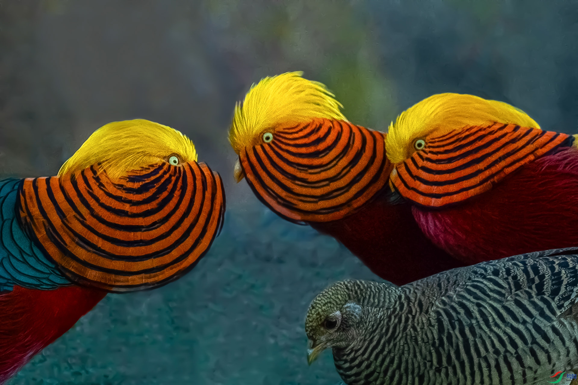 �׸��������ֵ�����