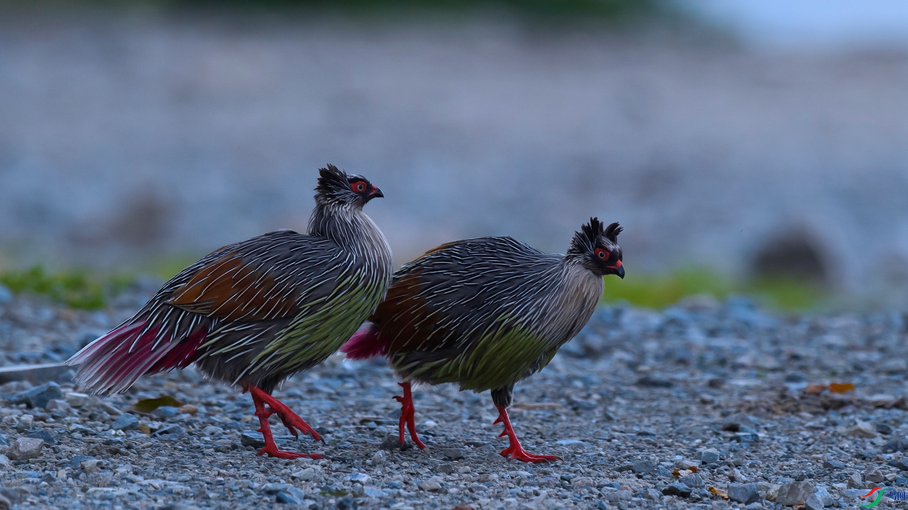 DSC_9897 ����.jpg