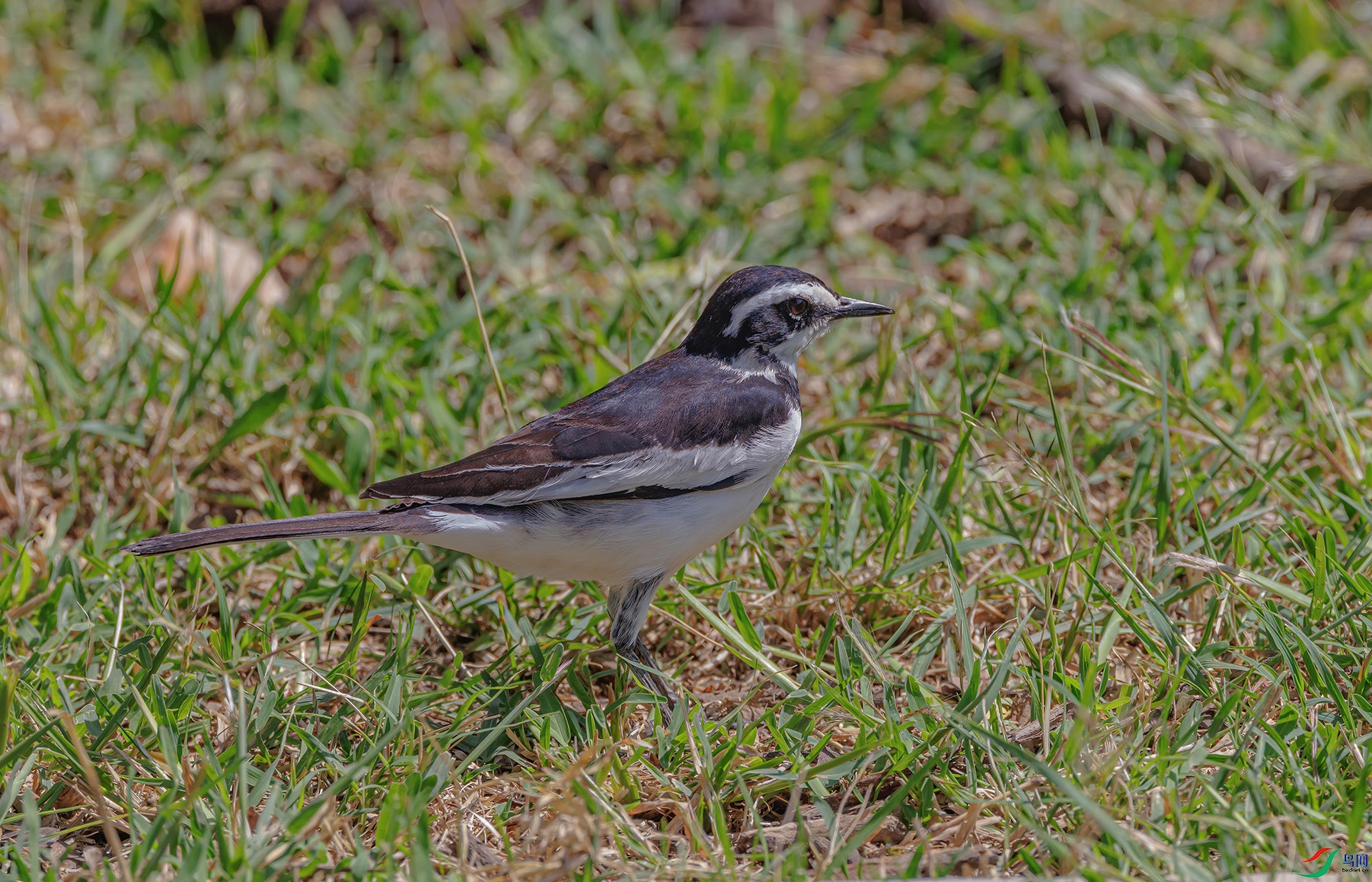 256A1736 ����.jpg