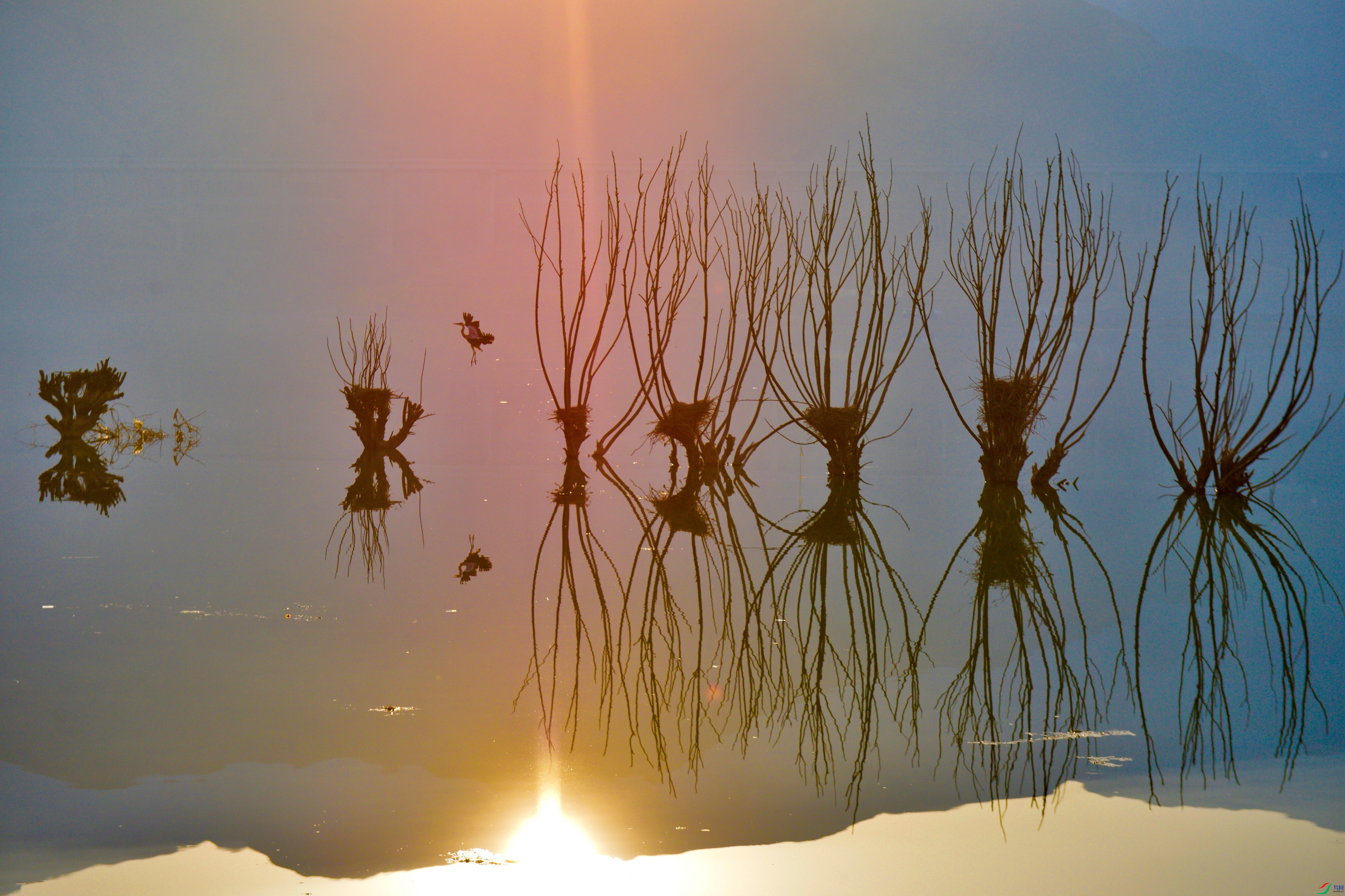 _DSC0264 - ����.jpg