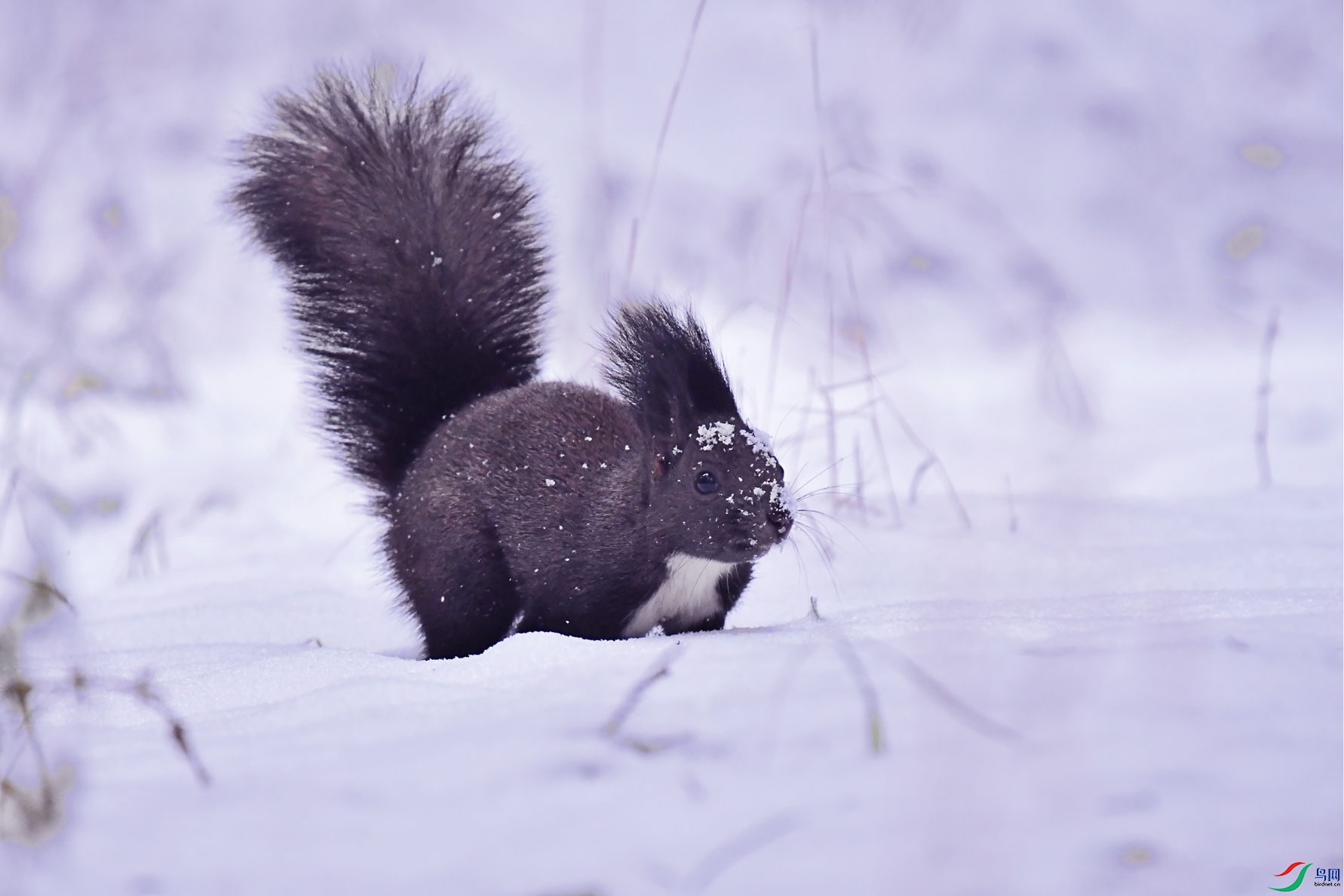 DSC_0144 ����.jpg