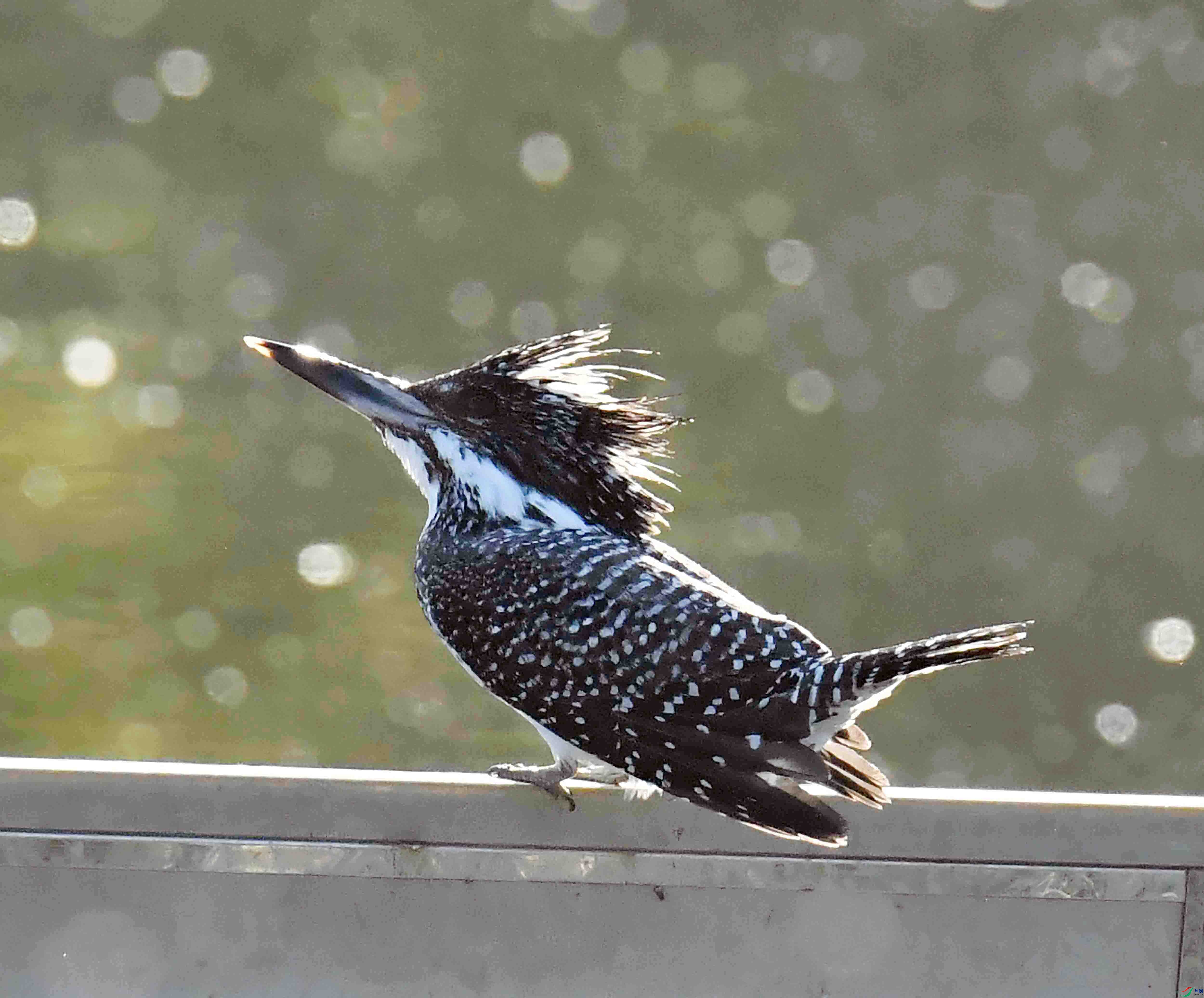 DSC_0456.JPG