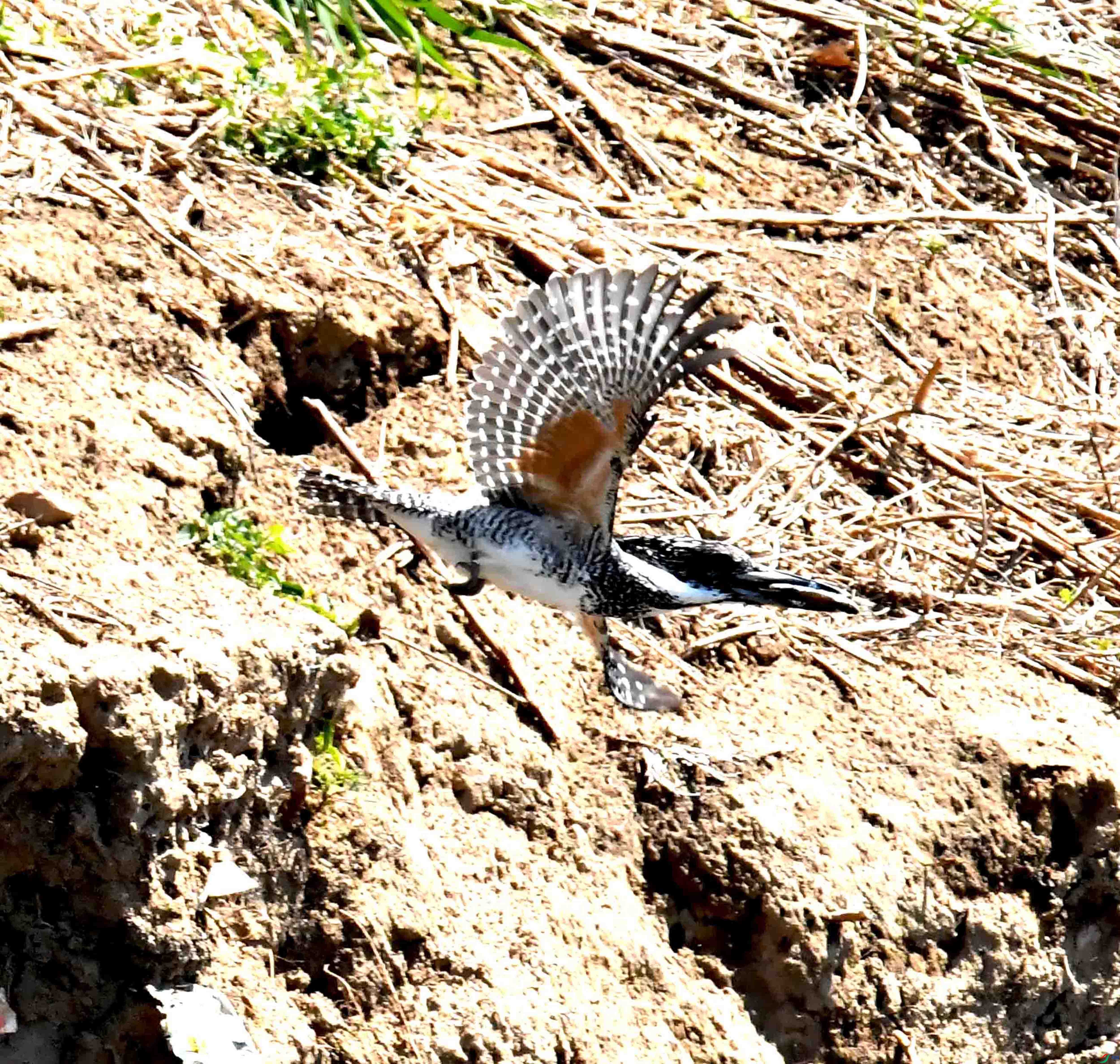 DSC_0718.JPG