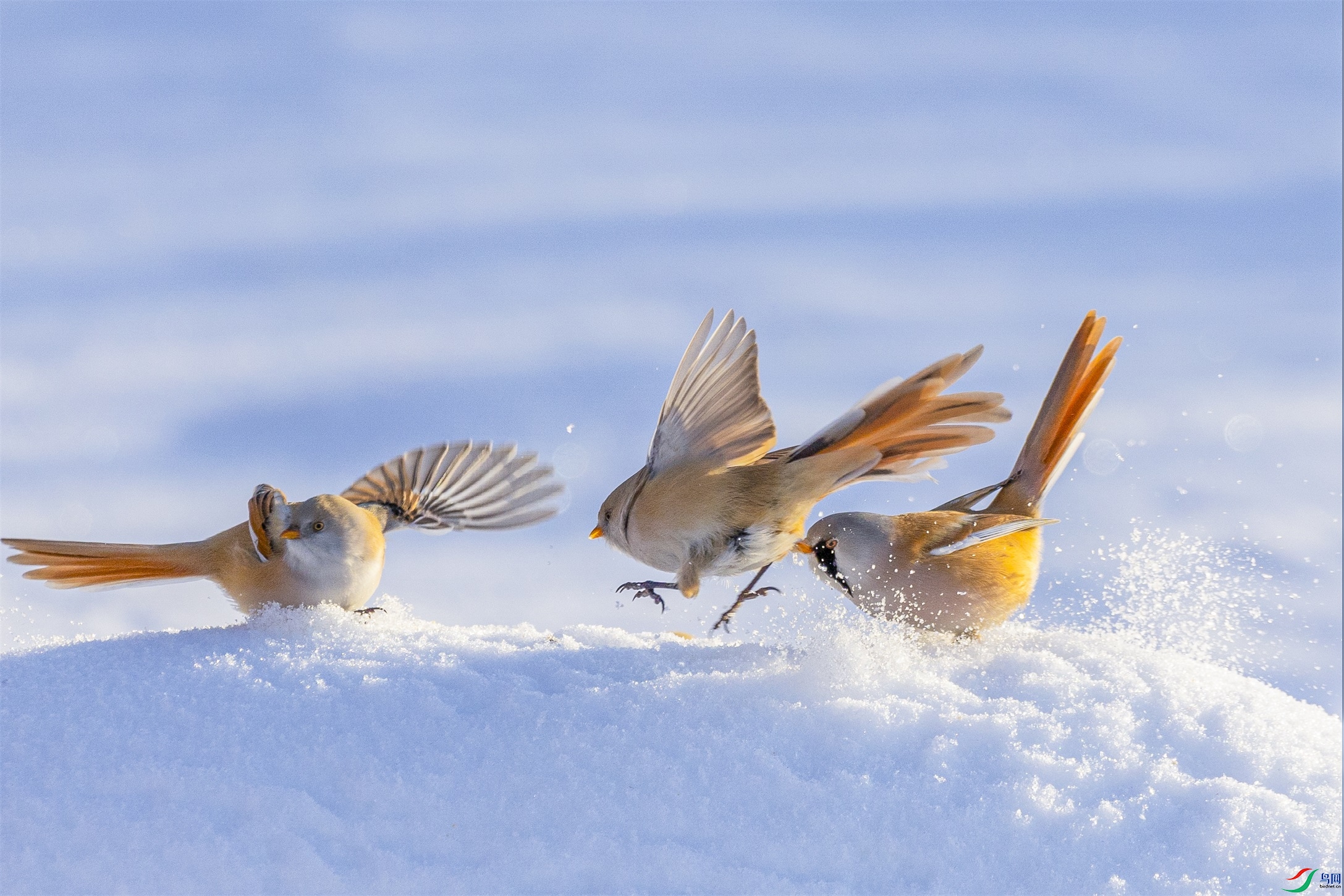 1K3A1379 ����2.jpg