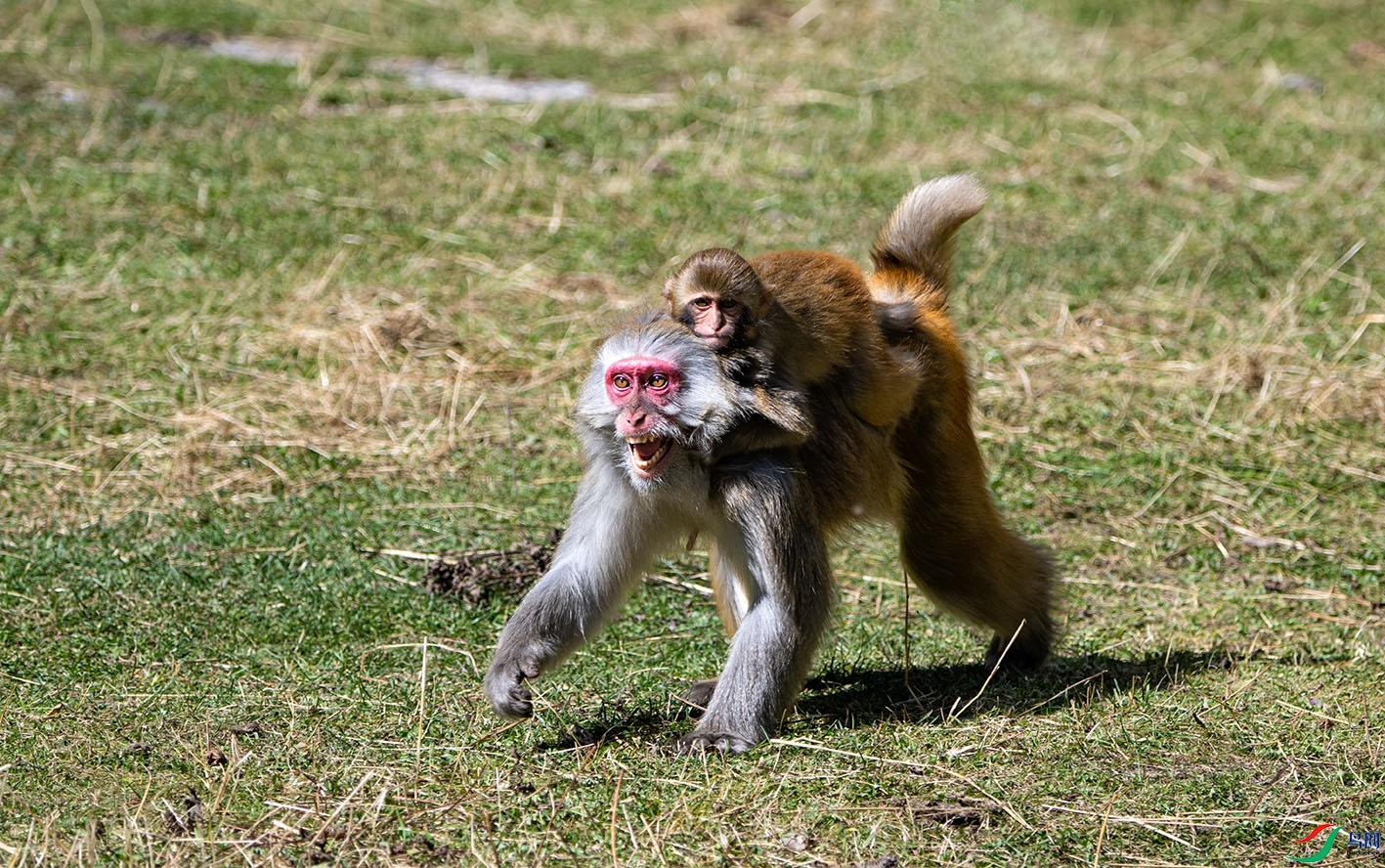 _DSC8795.jpg