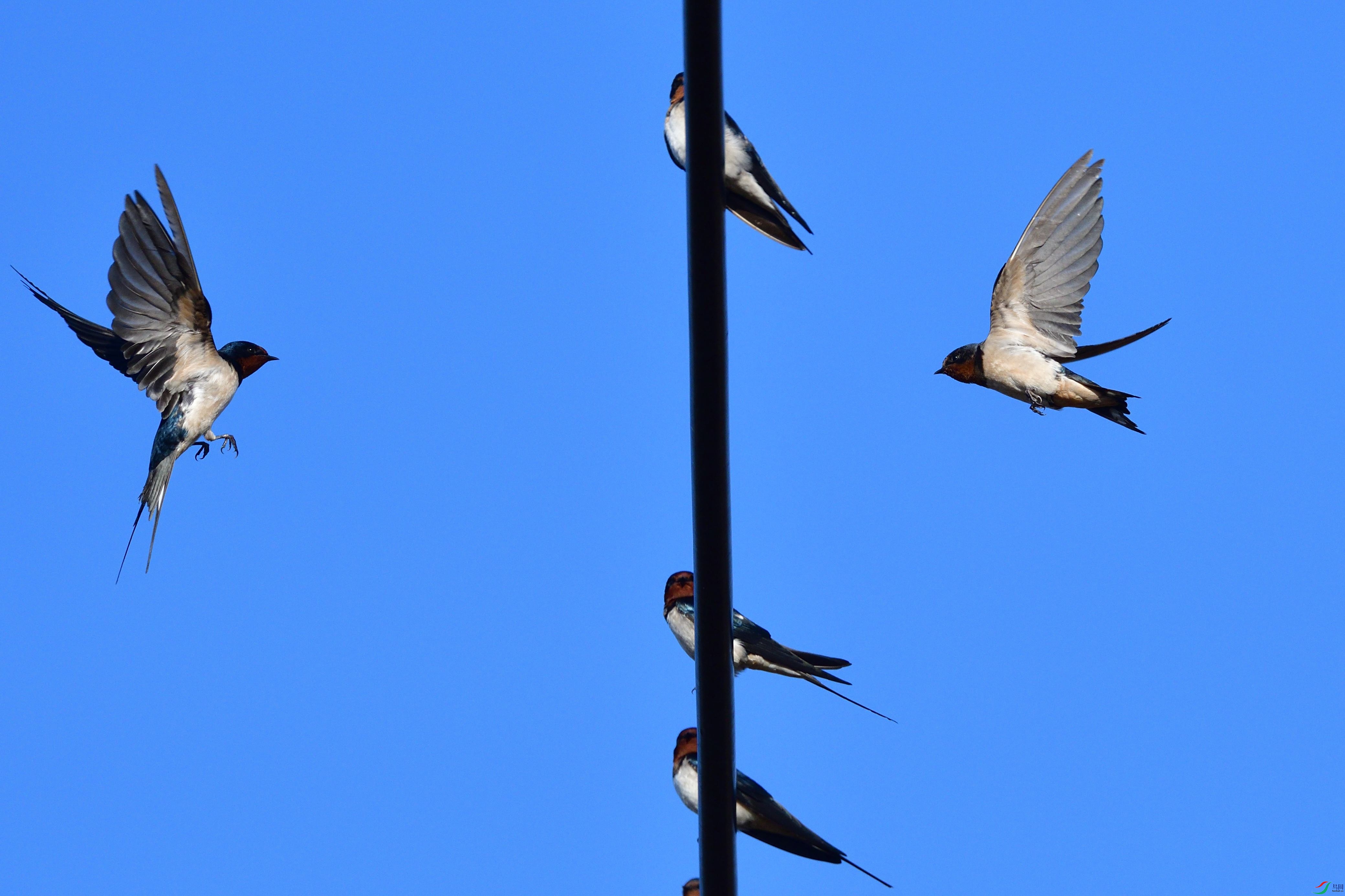 DSC_2098 ����.jpg