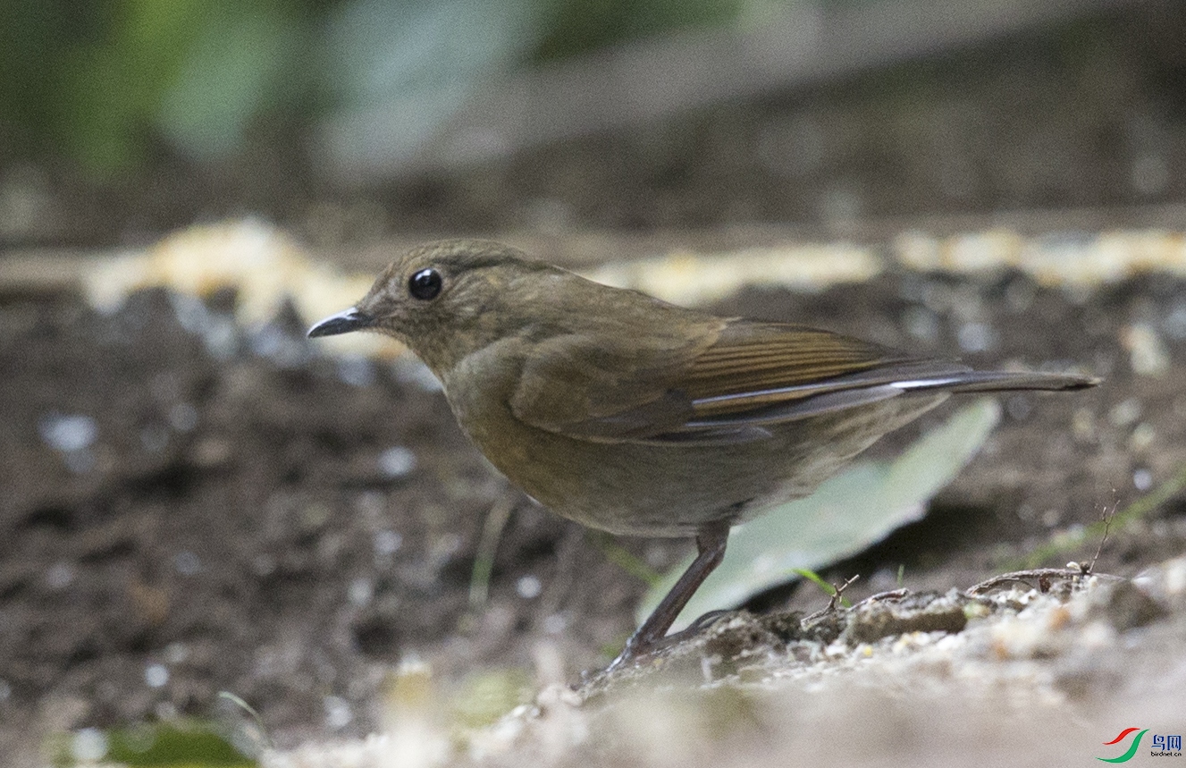 CS3U7495.jpg