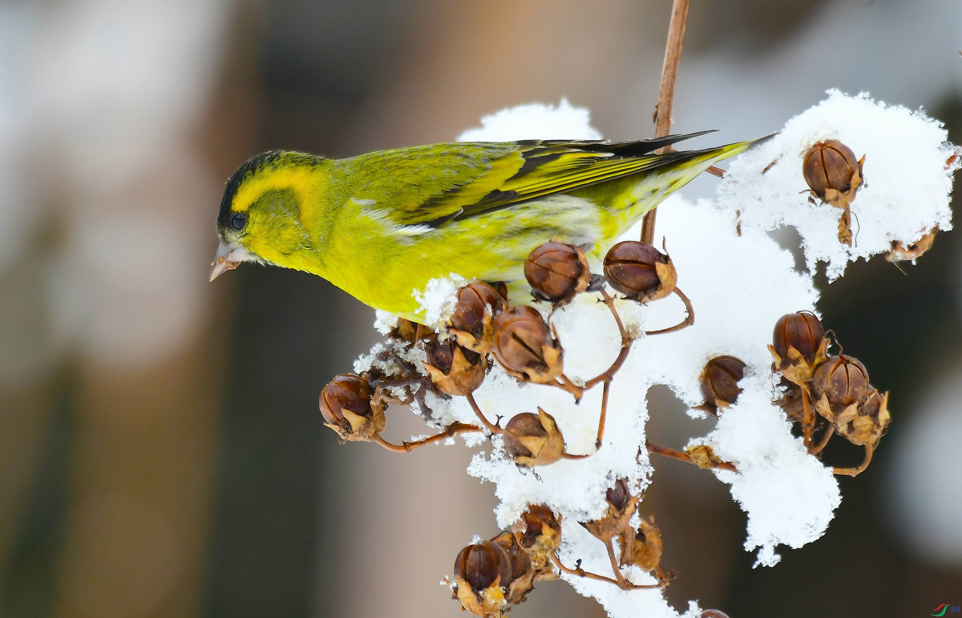 DSC_2606.JPG
