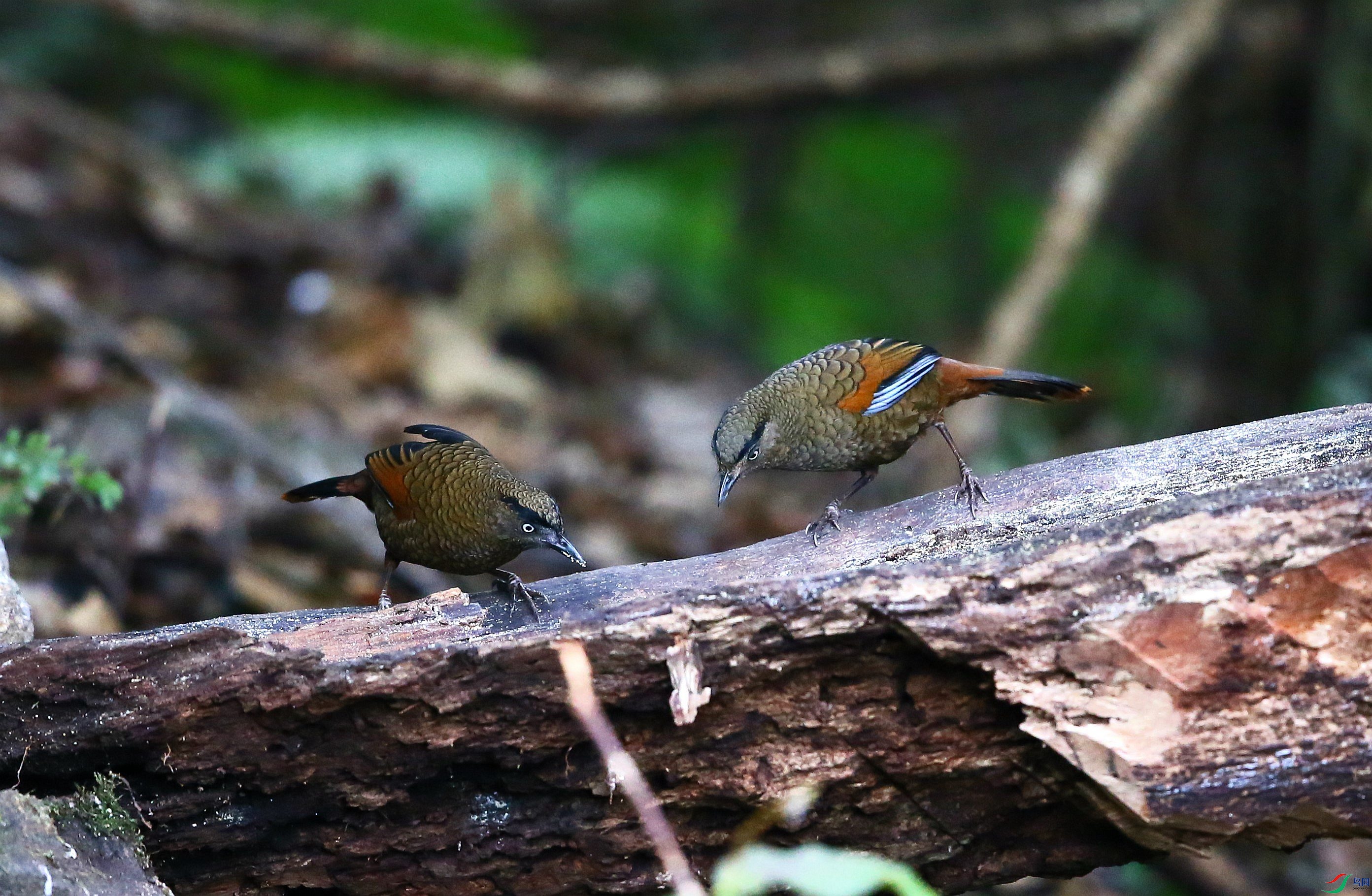 �������� (12).JPG