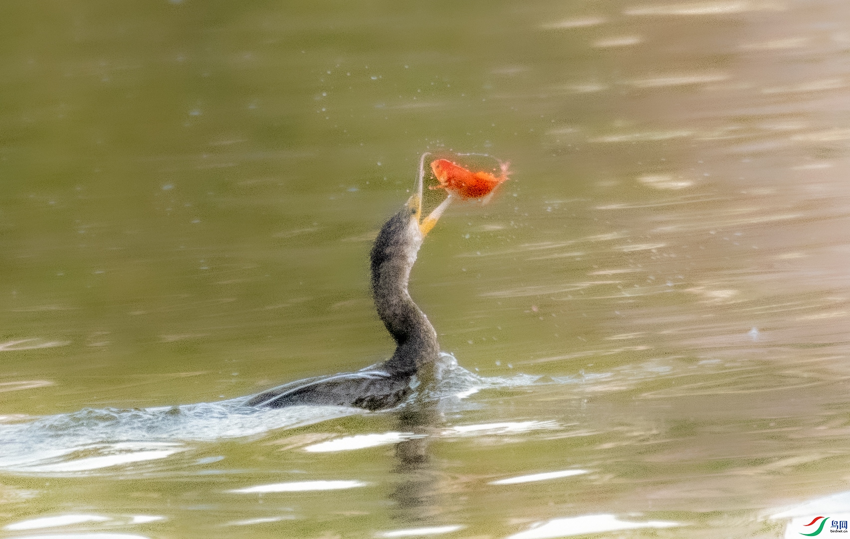 DSC_0507.jpg