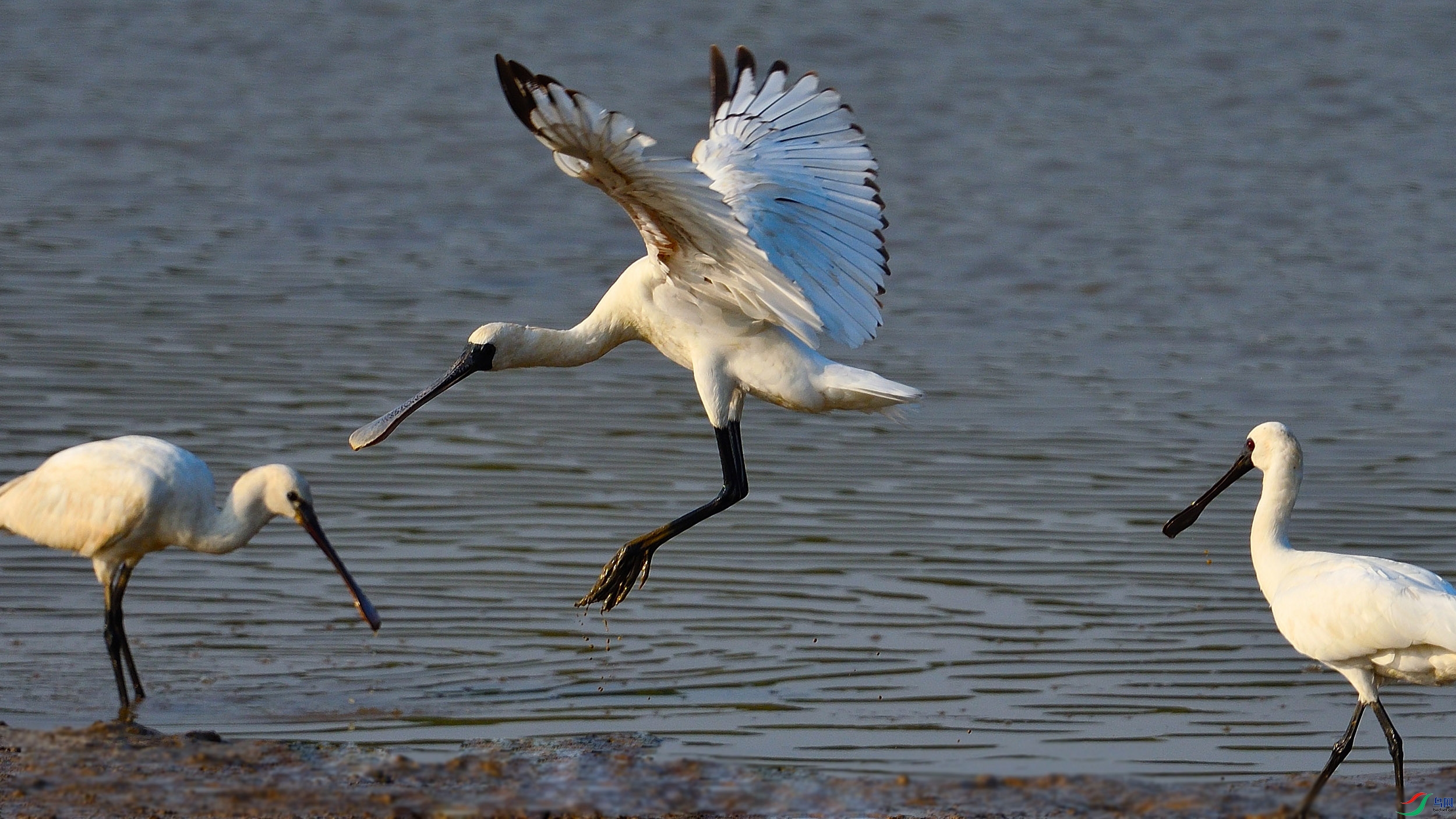 DSC_7005w.jpg