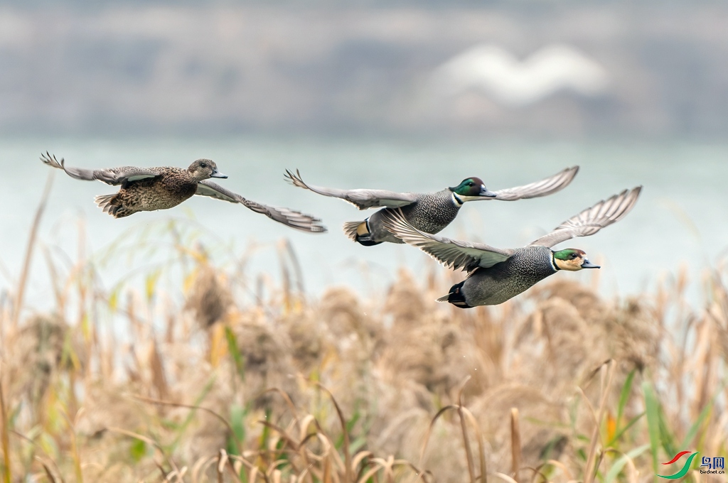 DSC08426-ARW_DxO_DeepPRIME ����.jpg