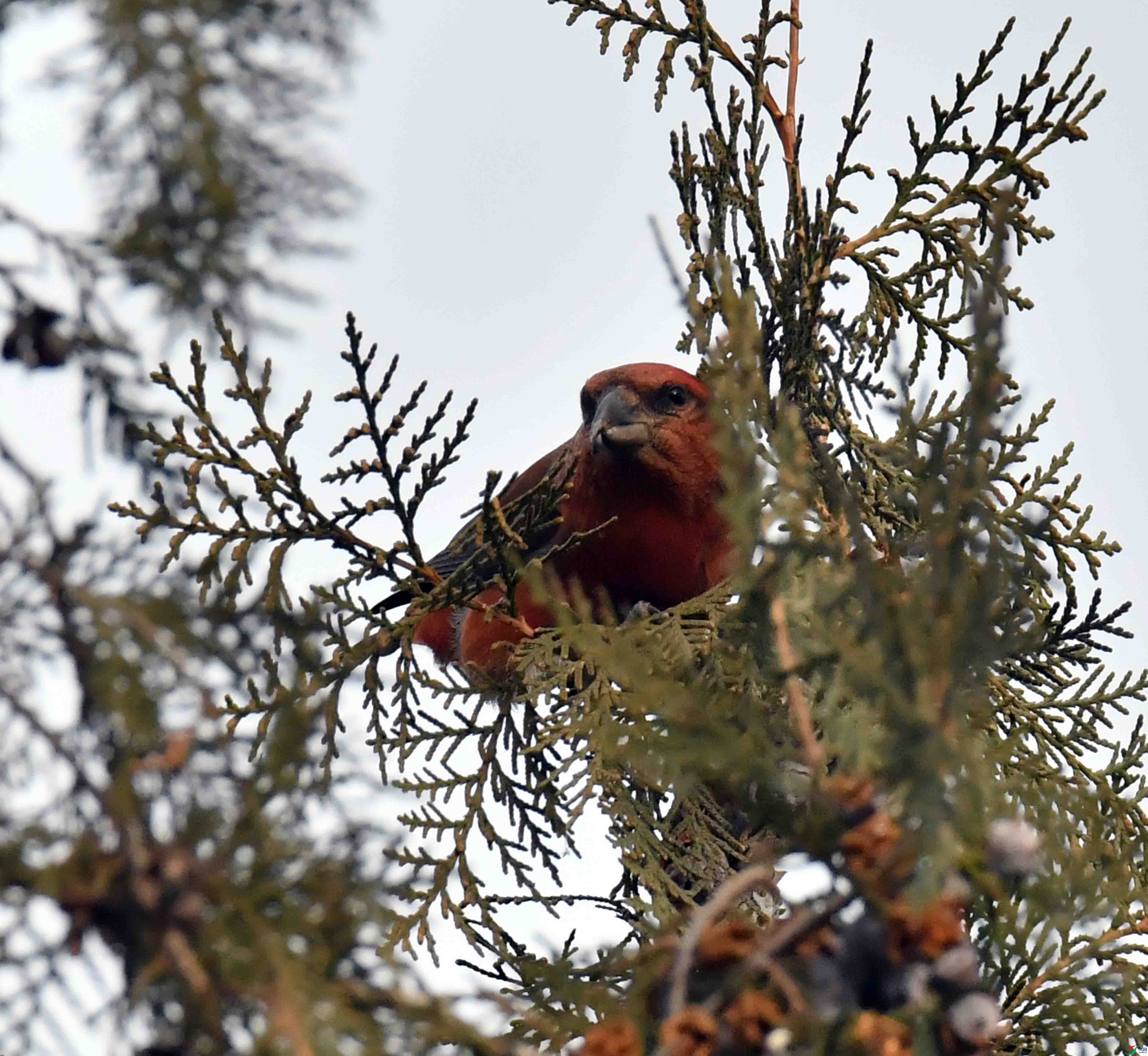 DSC_4933.JPG