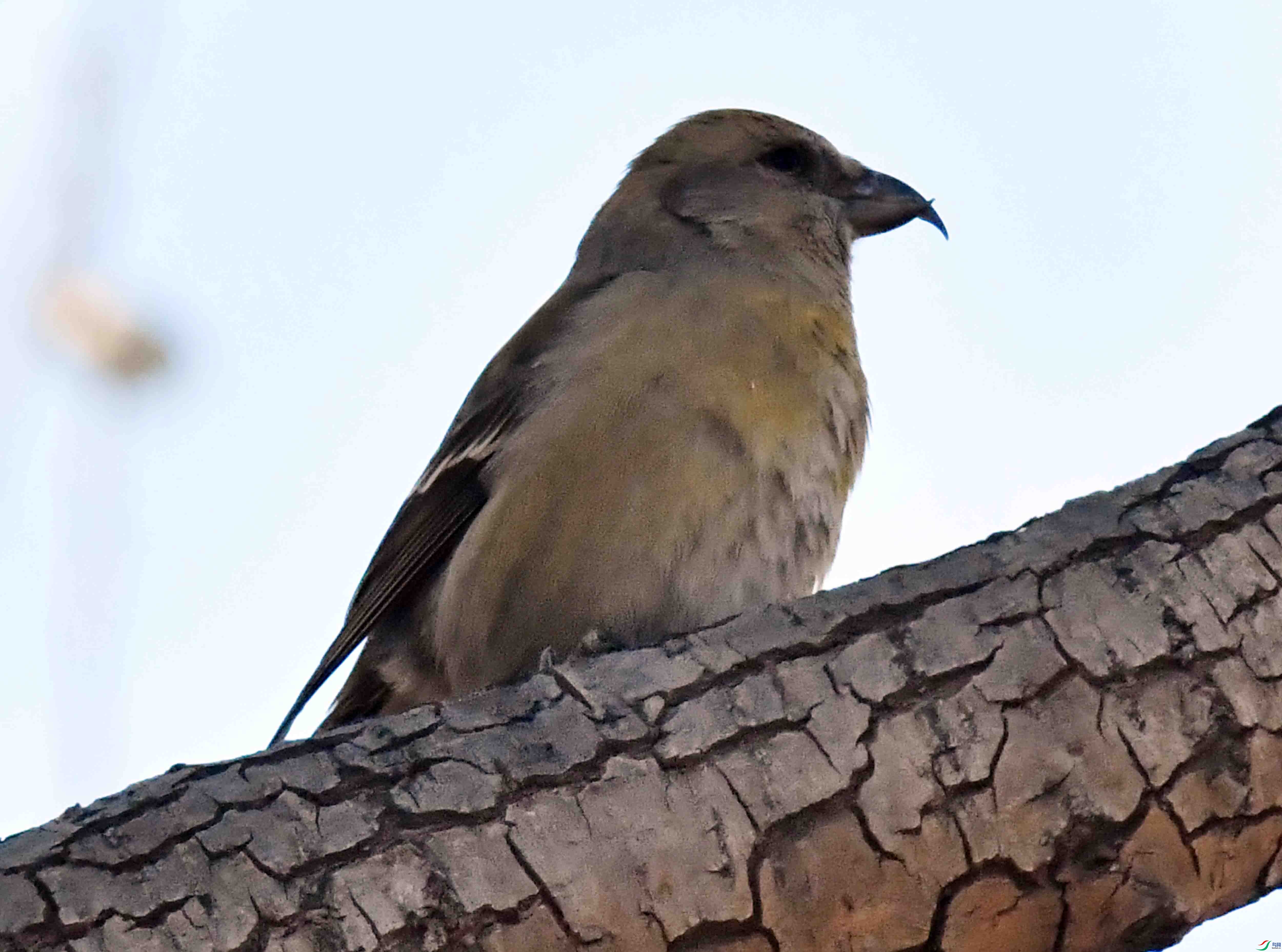 DSC_7095.JPG