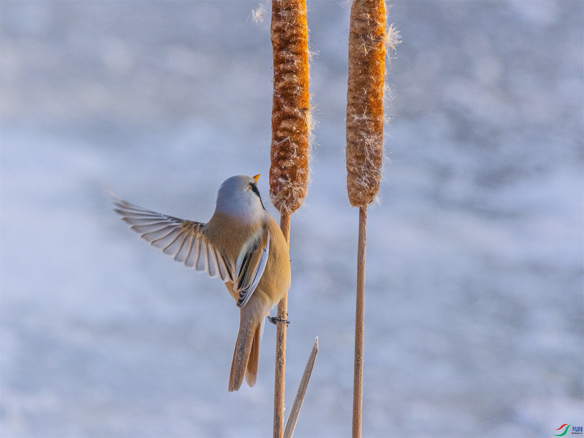 1K3A9420 ����1.jpg