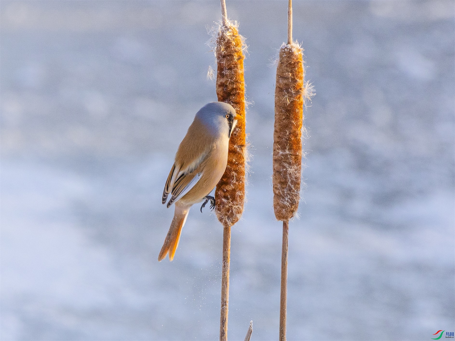 1K3A9422 ����1.jpg