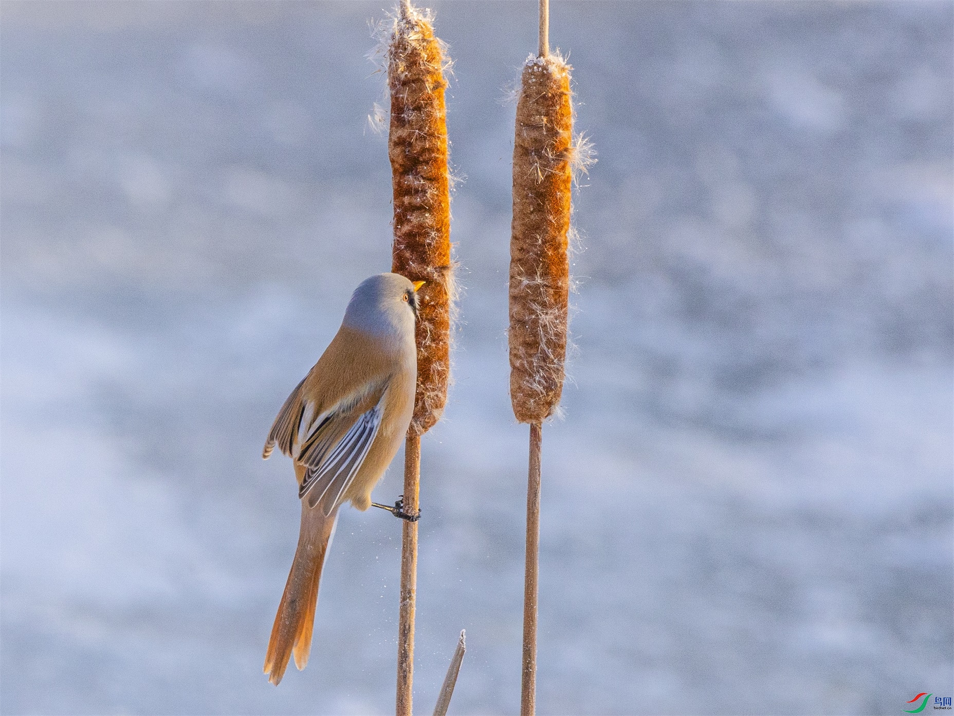 1K3A9421 ����1.jpg