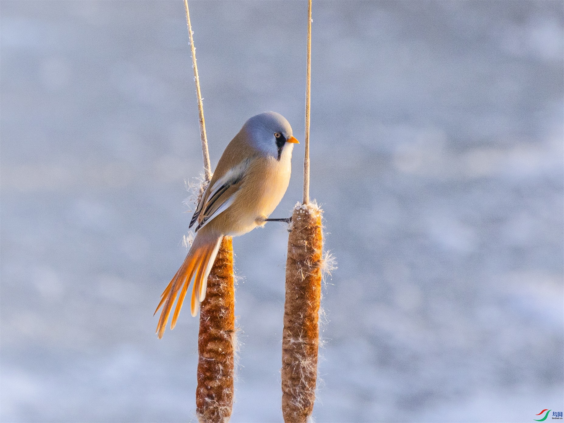 1K3A9427 ����1.jpg