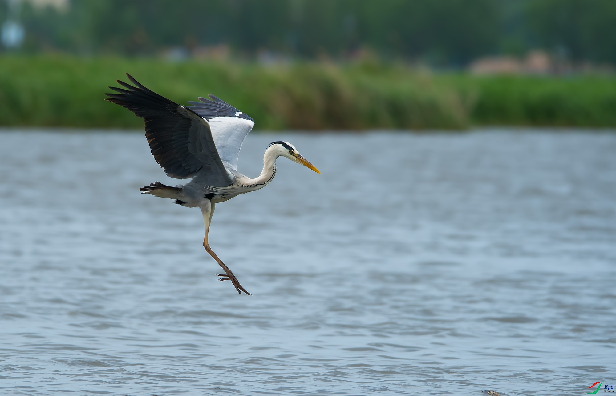 DSC_9151-1.jpg