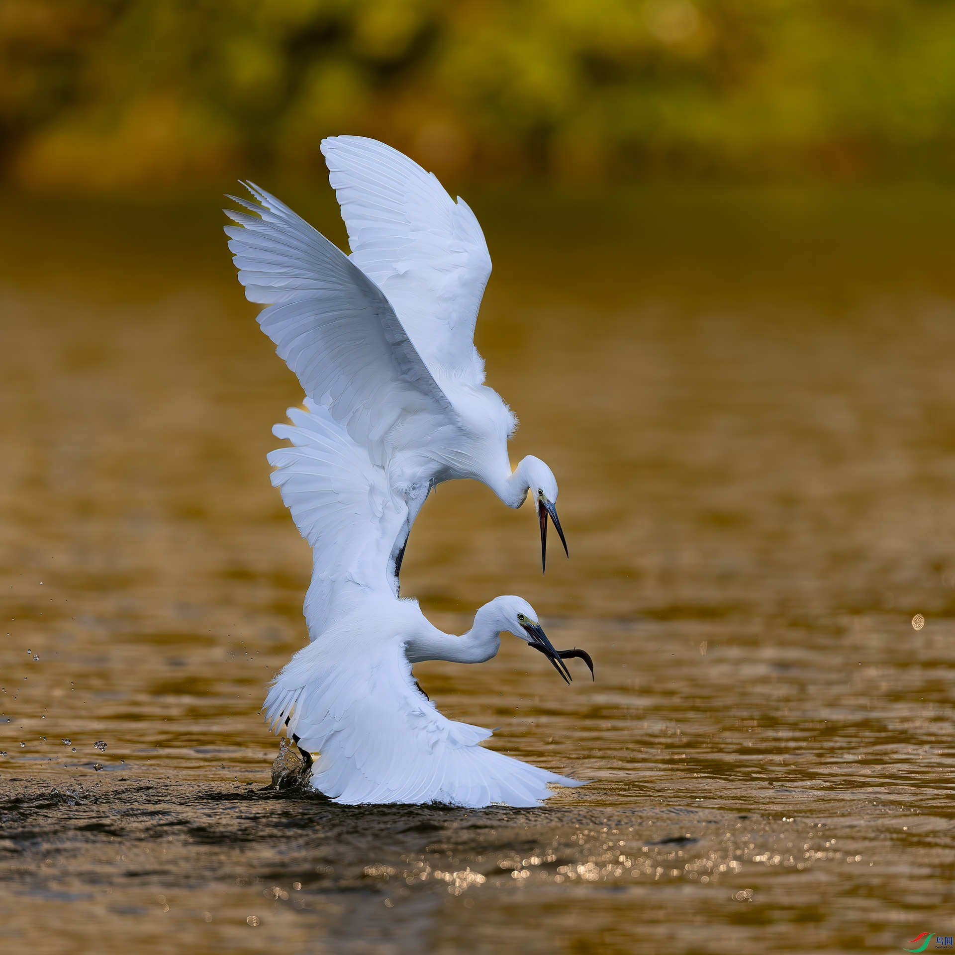 ��ֻ������ʳ