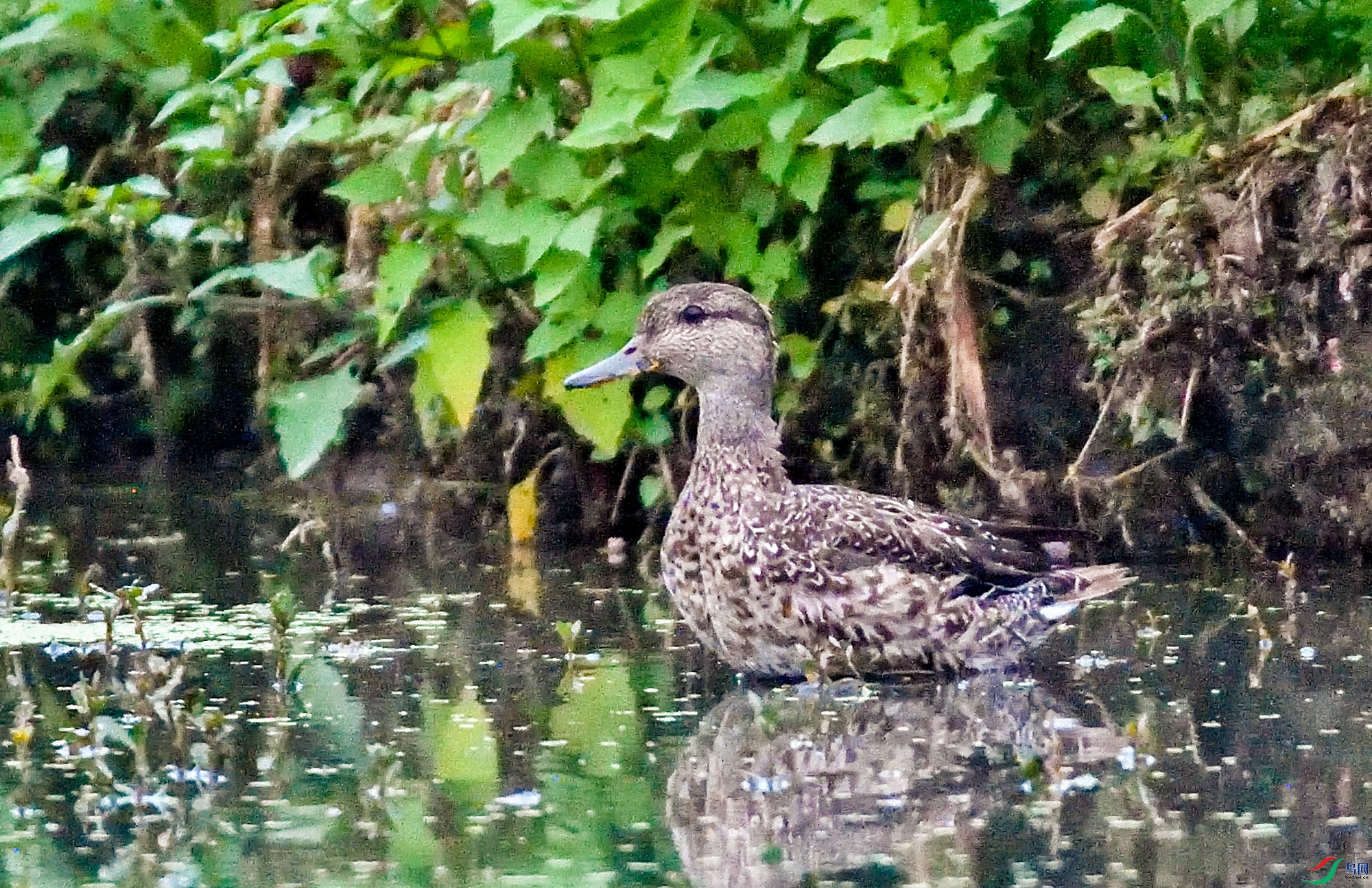 DSC_8598.jpg