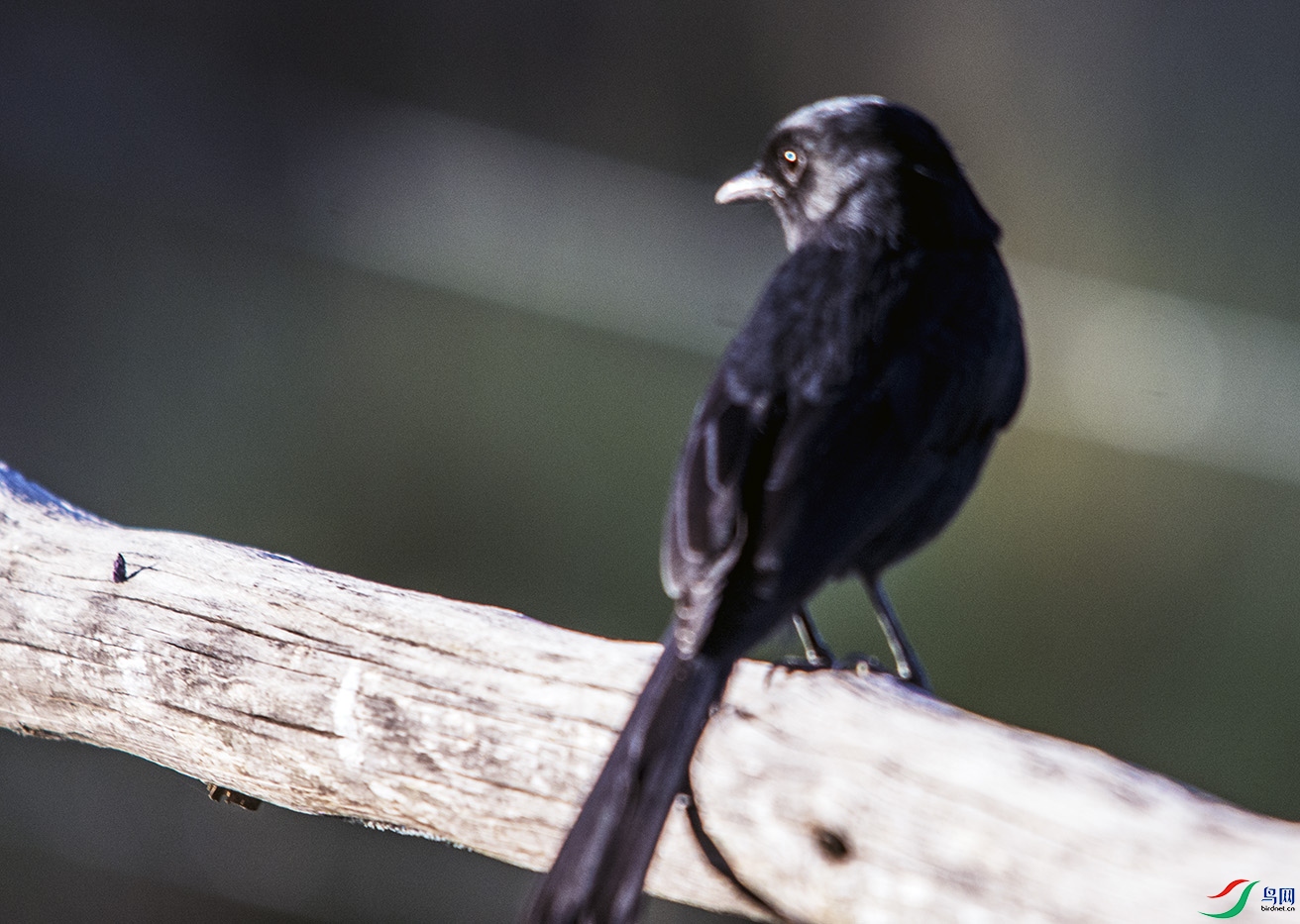 DSC_3133.jpg