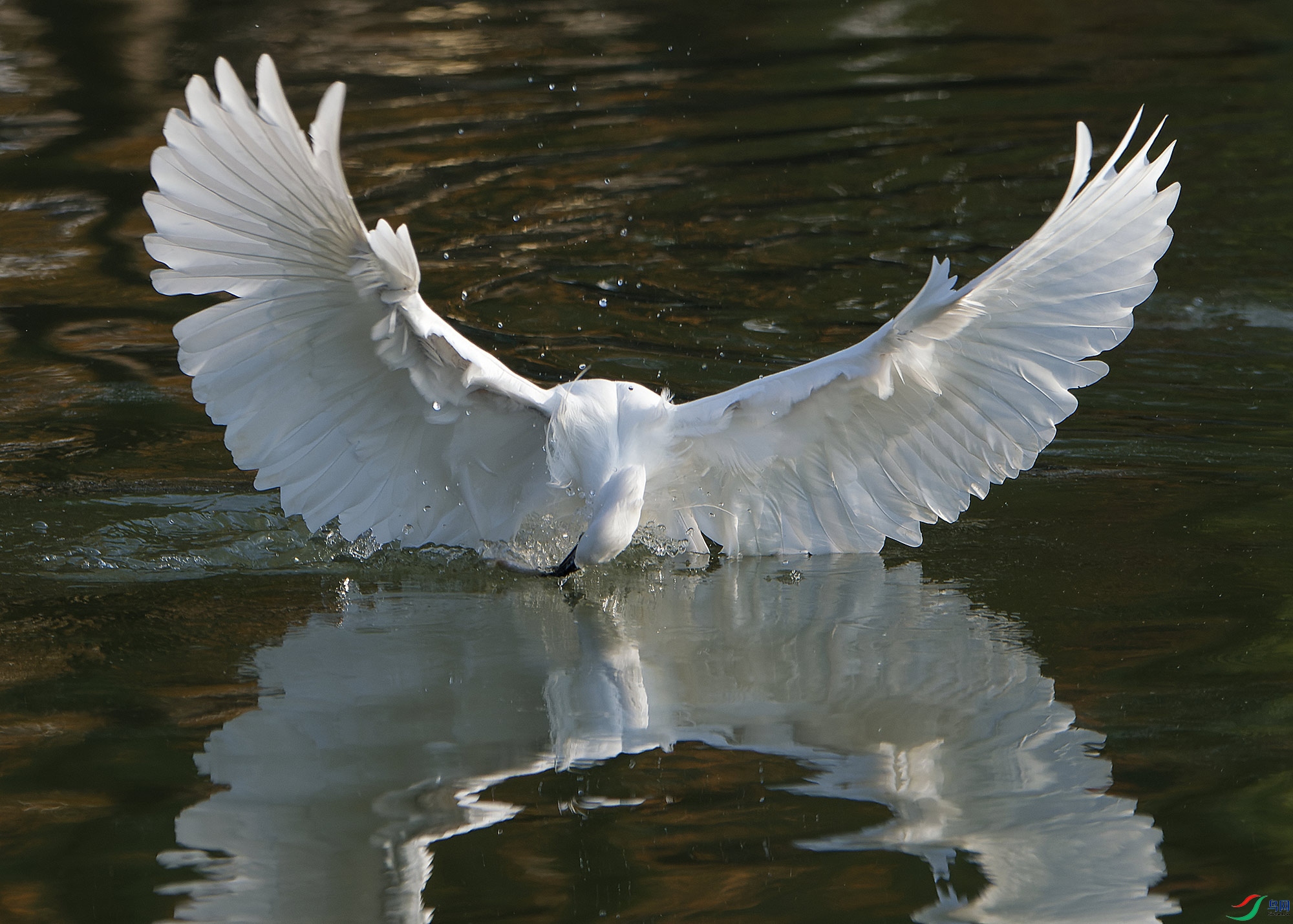 DSC_5916.jpg