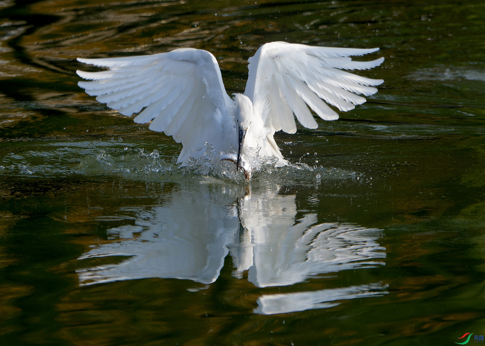 DSC_5917.jpg