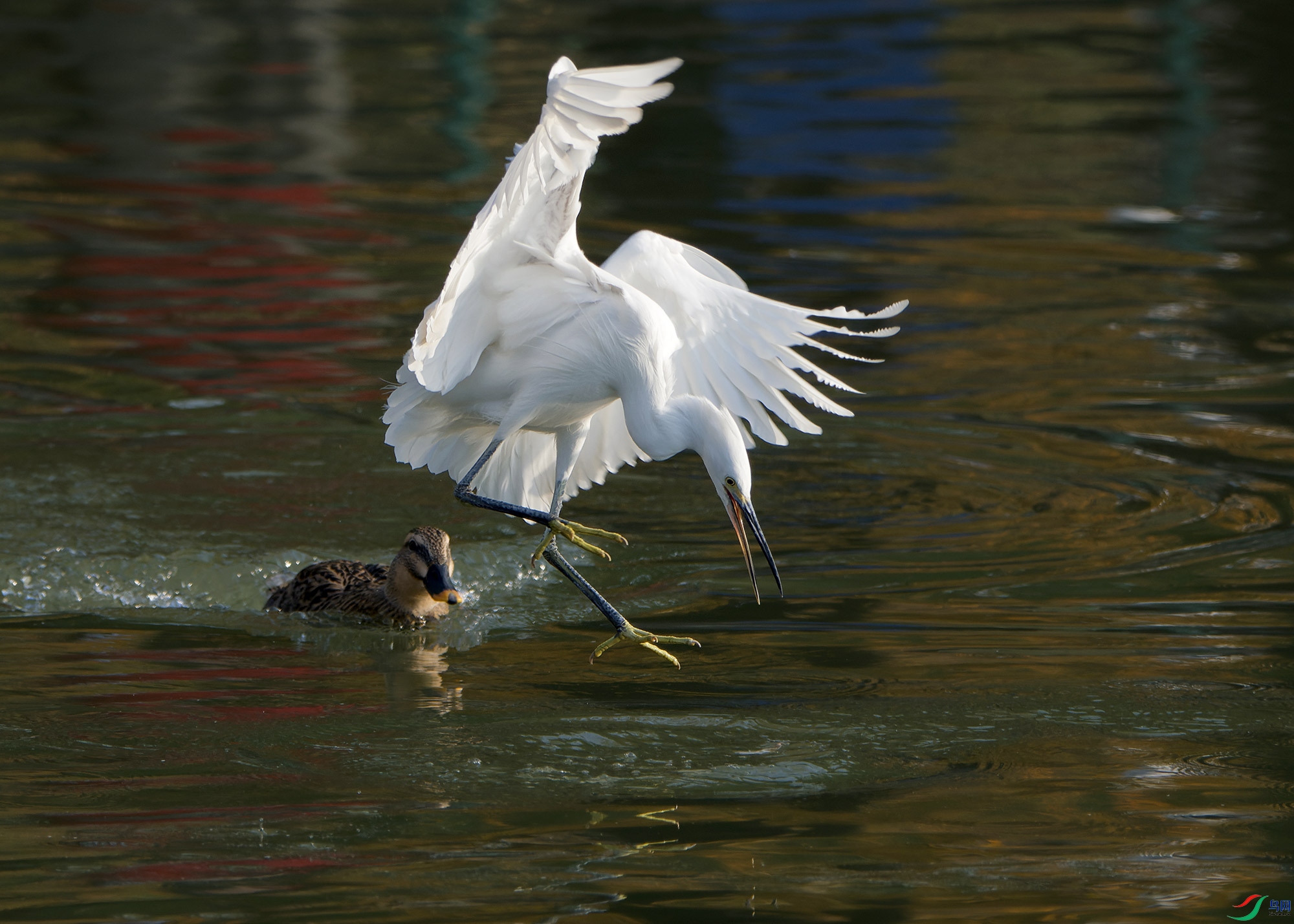 DSC_5965.jpg