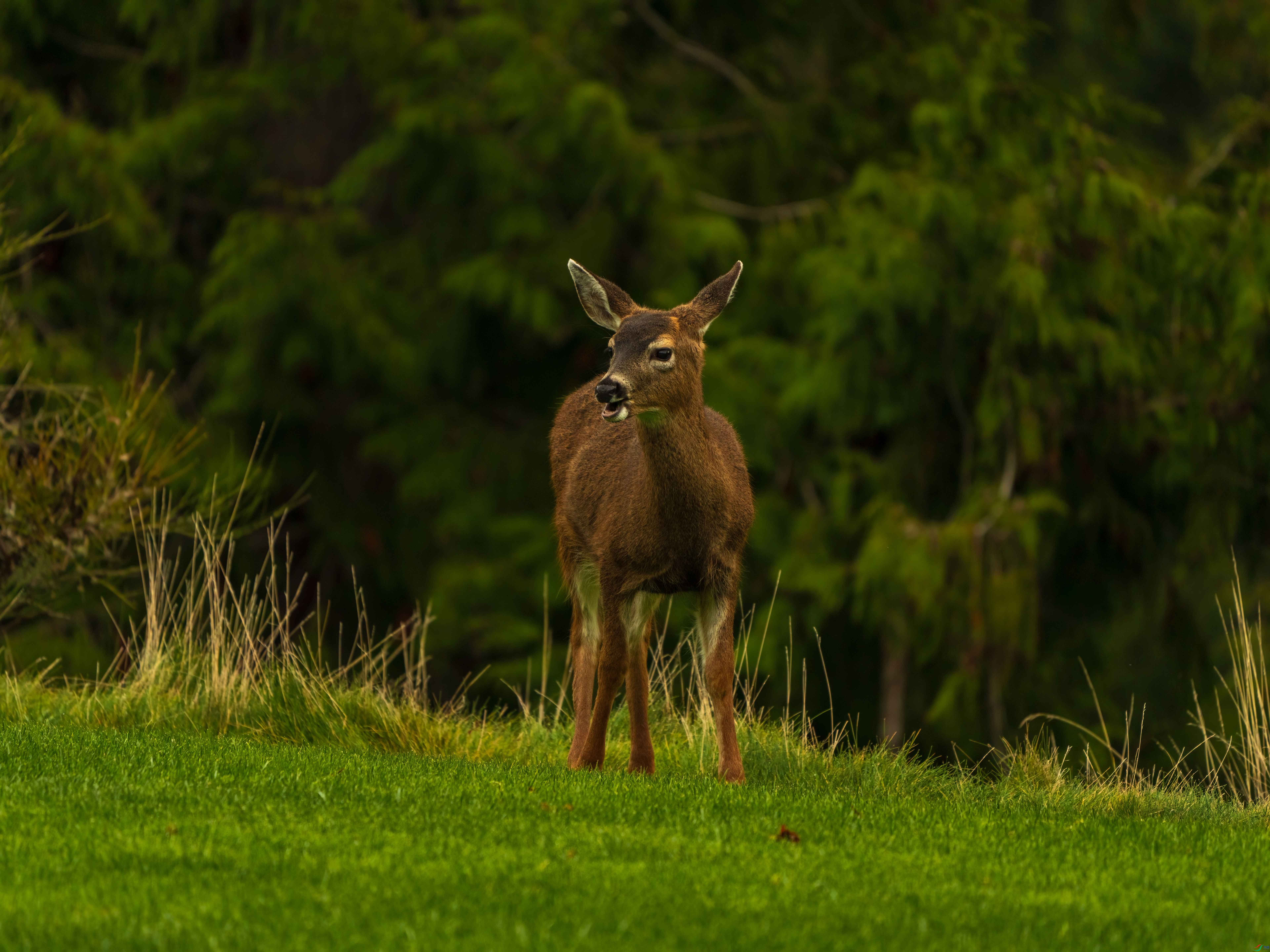 ����_DSC4532.jpg