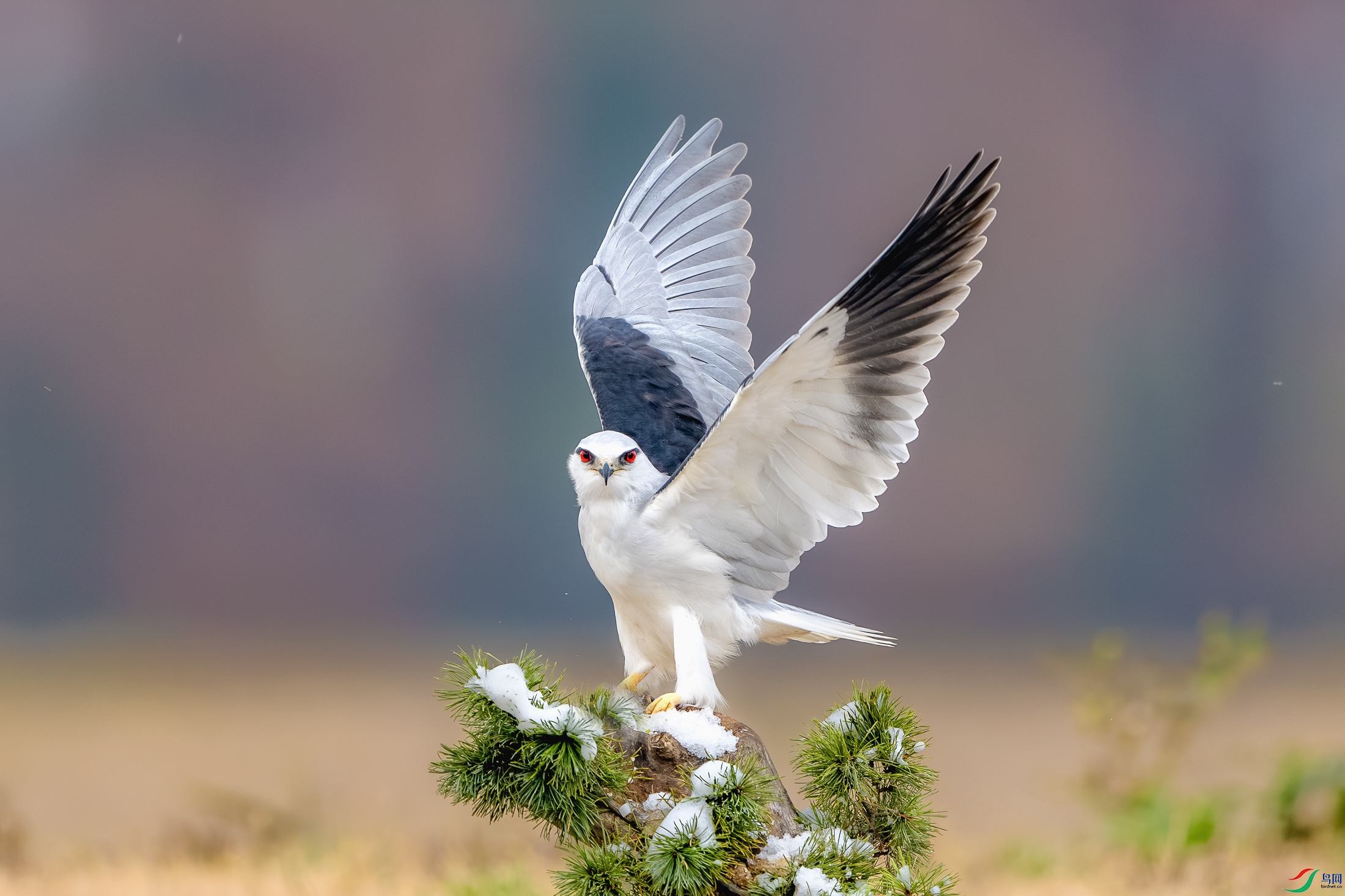 DSC_2823-����ǿ-NR ����.jpg
